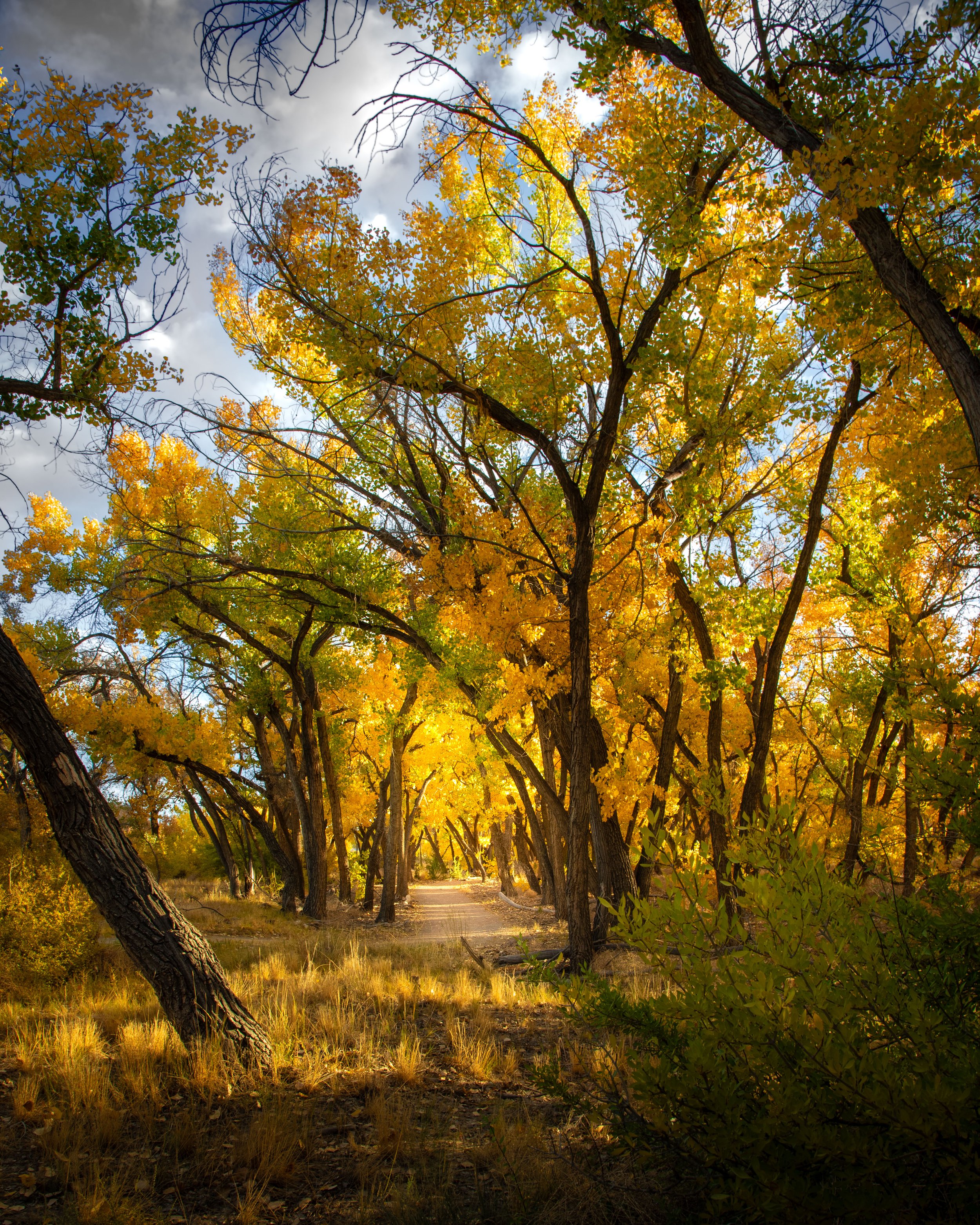 DSC_2513 Golden Path.jpeg