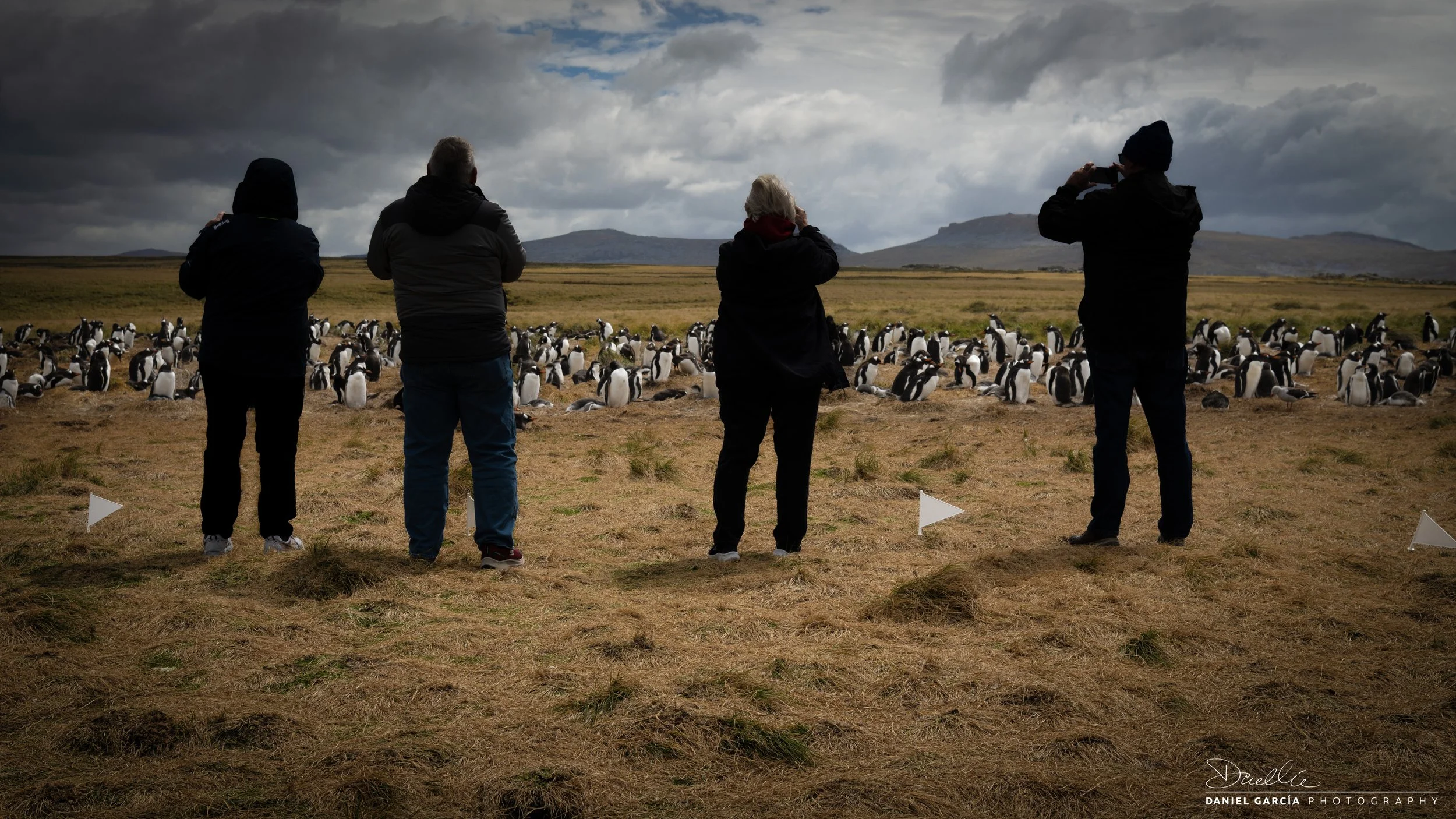 DSC_0517-1 Penguin Rookery, Falkland Islands 16x9.jpg