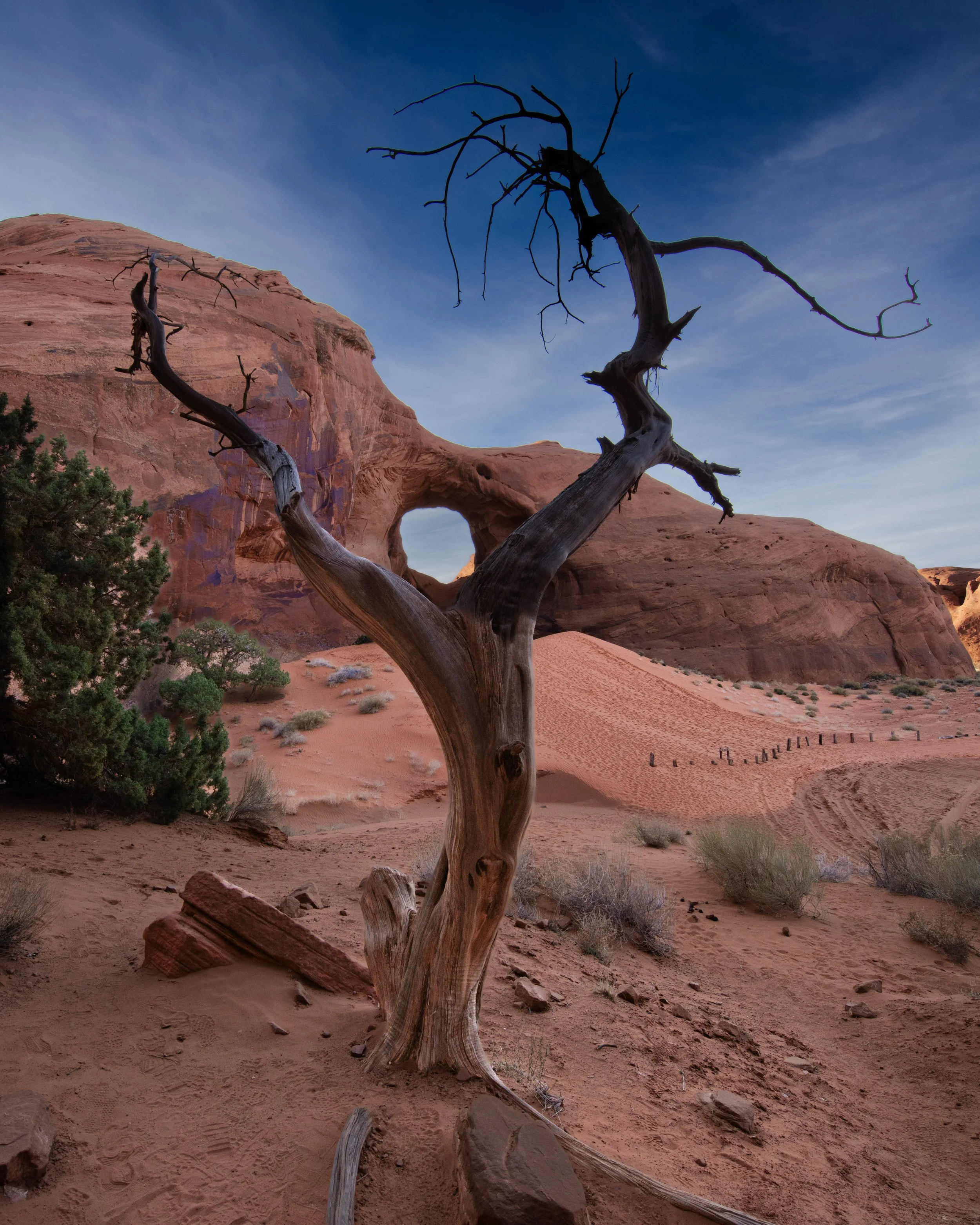 DSC_4243-1 Survivor.jpg