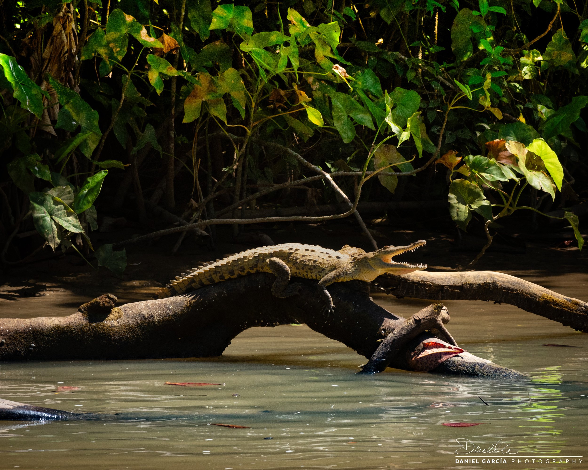 DSC_2714-1 Crocadile I.jpg