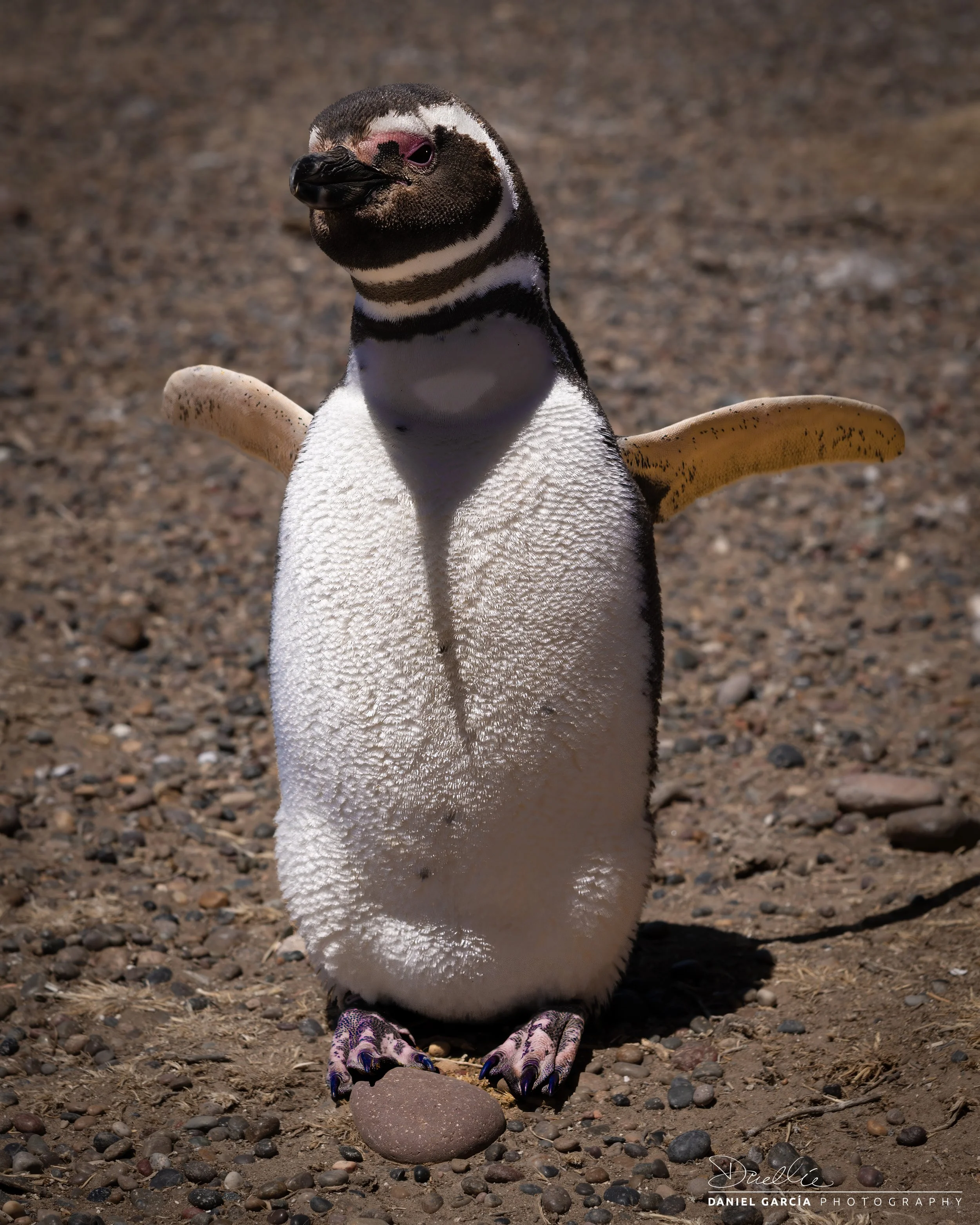 DSC_0217-1 Magellanic Penguin, Punta Tombo.jpg