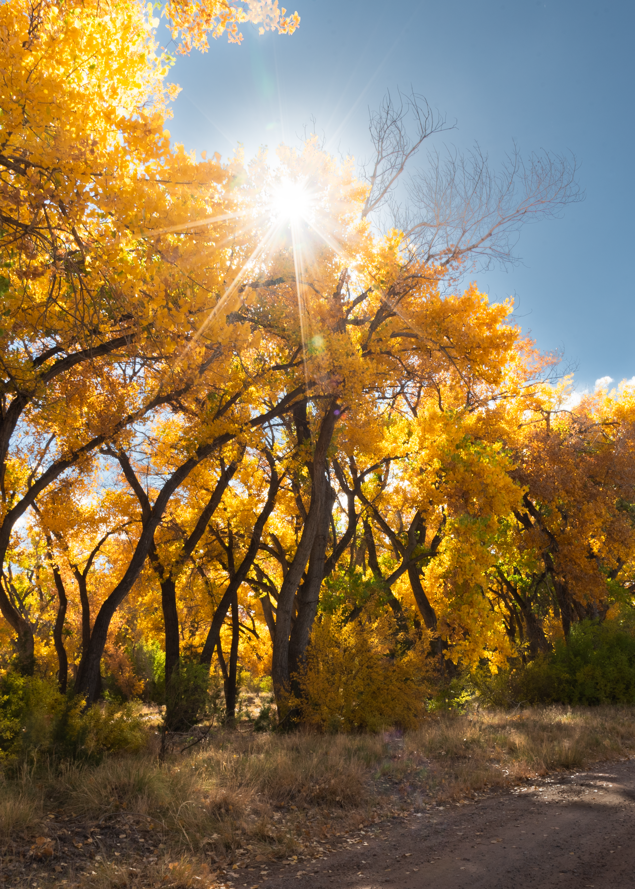 DSC_2402-1 Autumn Trees.png