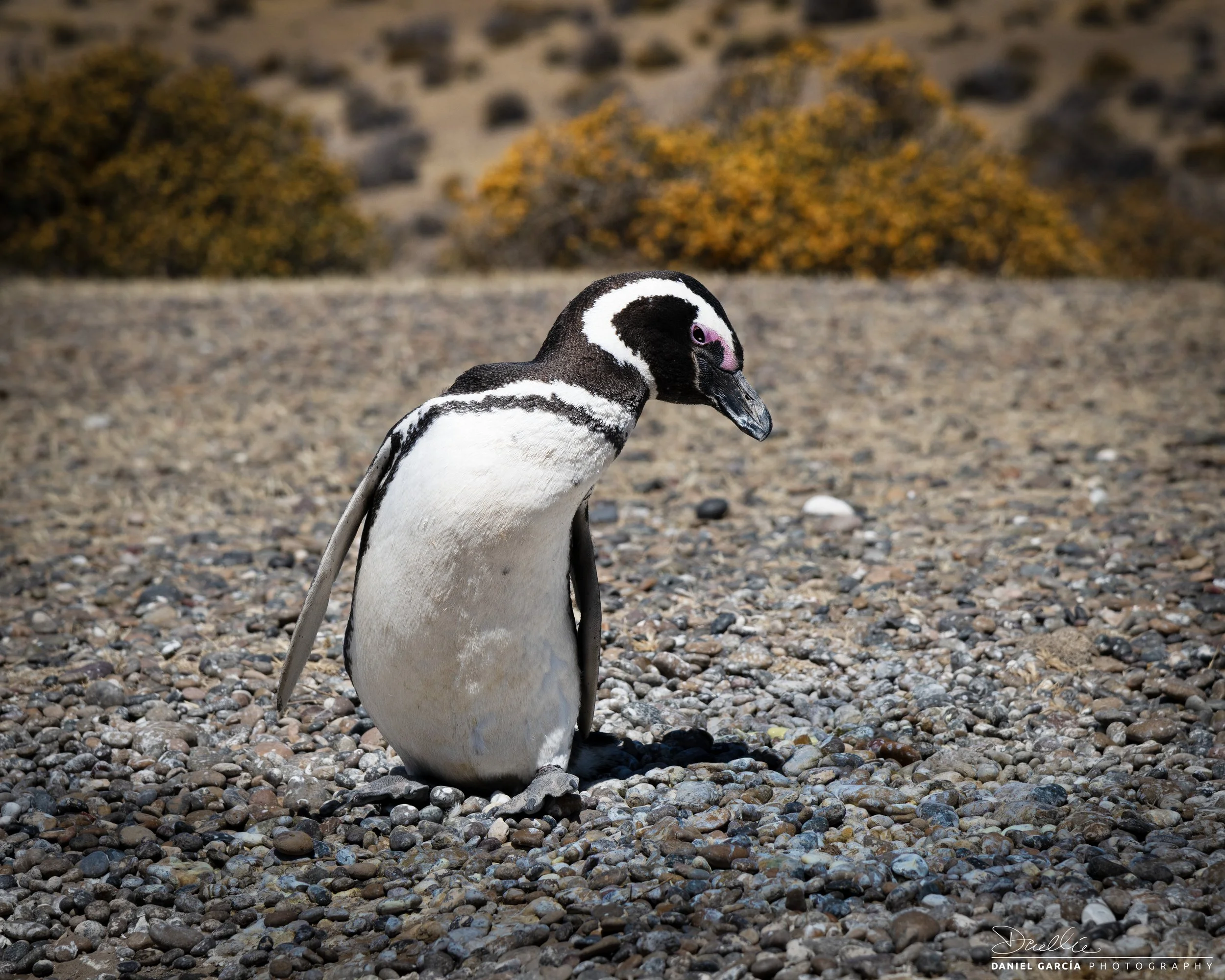 DSC_0196-1 Magellanic Penguin at Punta Tombo.jpg
