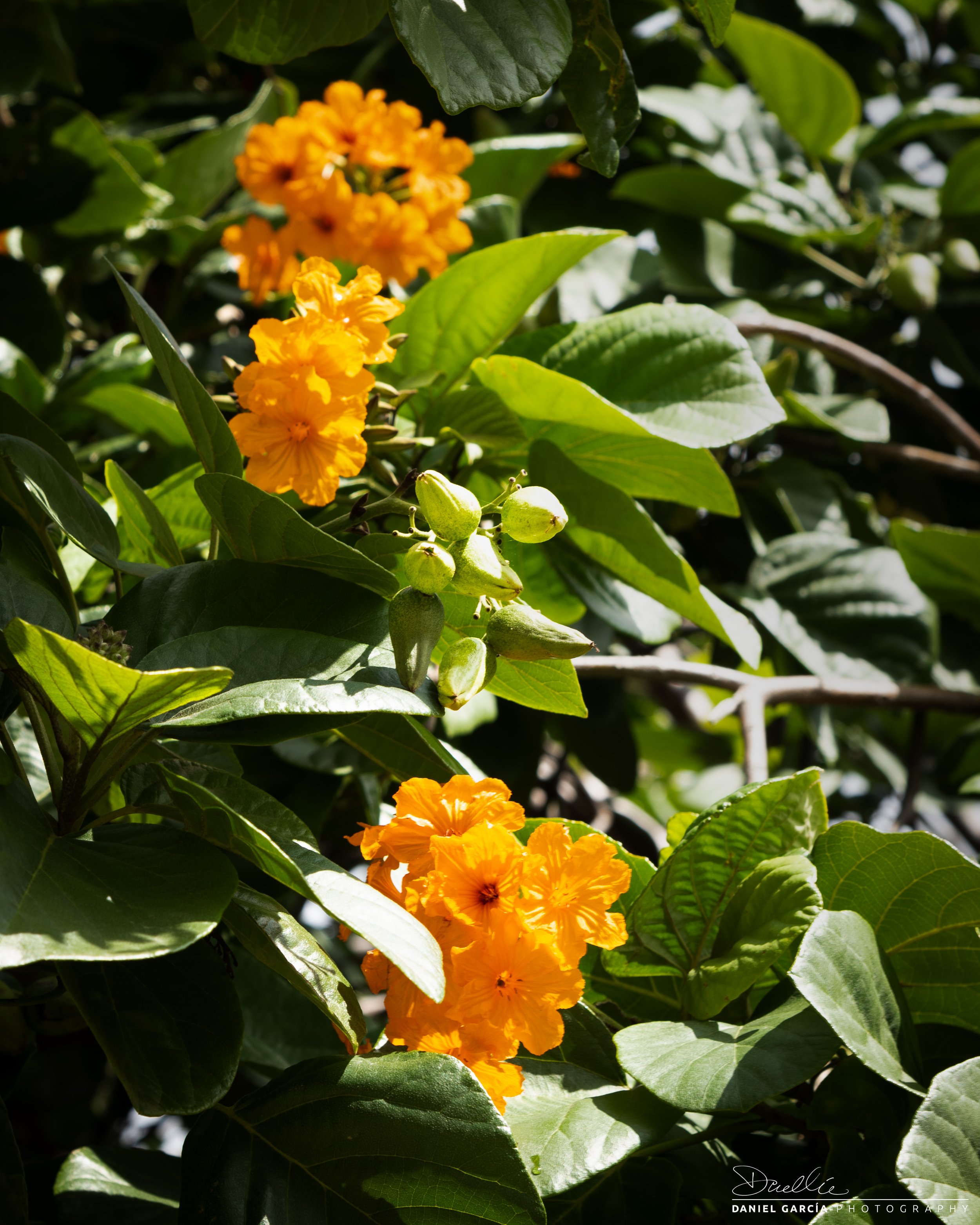 DSC_1911-1 Geiger Tree.jpg