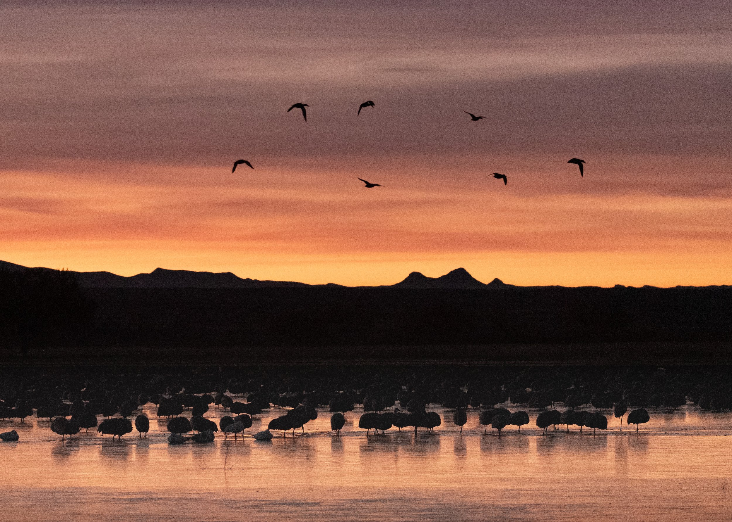 DSC_5125-1 Circle Flight.jpg