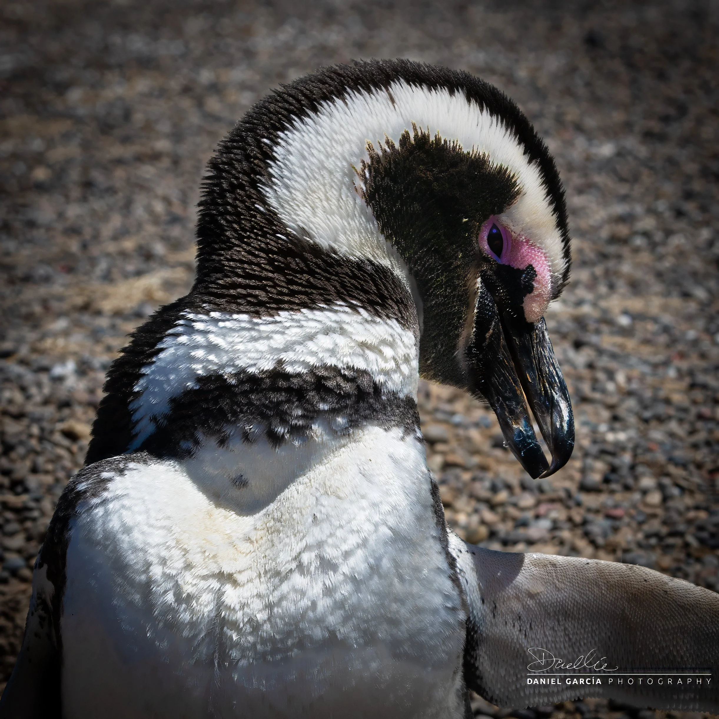 DSC_0463-1 Magellanic Penguin Portrait-topaz-sharpen-denoise.jpg