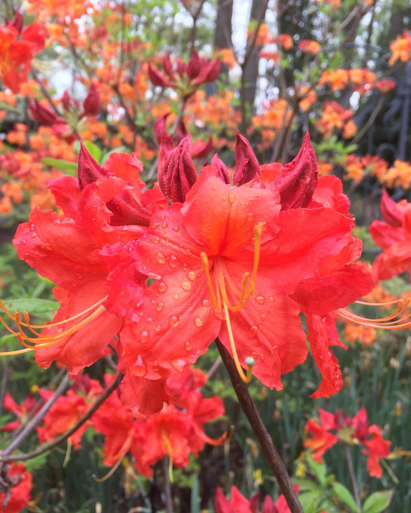 A stunning Florida Flame Azalea adding a pop of fiery color to our lunch! Nature&rsquo;s surprises make work breaks extra special! #ArborCare #TreeSpecialists #NatureAtWork #FloridaFlameAzalea