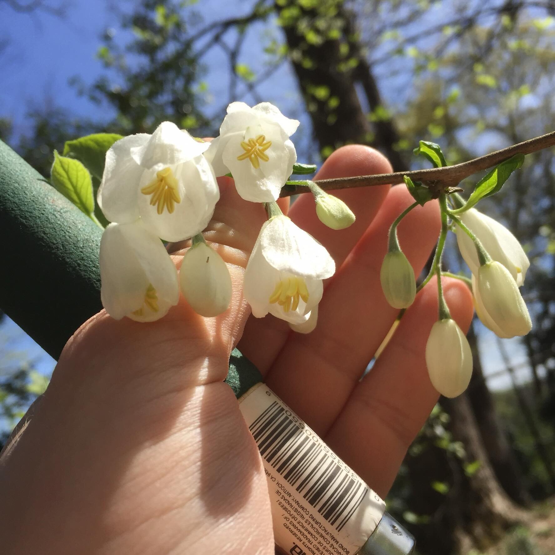 Spring has sprung, and so has the beauty of nature! Today at work, we stumbled upon this stunning Two-Winged Silverbell (Halesia diptera). Its delicate white blooms remind us to pause and appreciate the wonders around us. Let&rsquo;s welcome this sea
