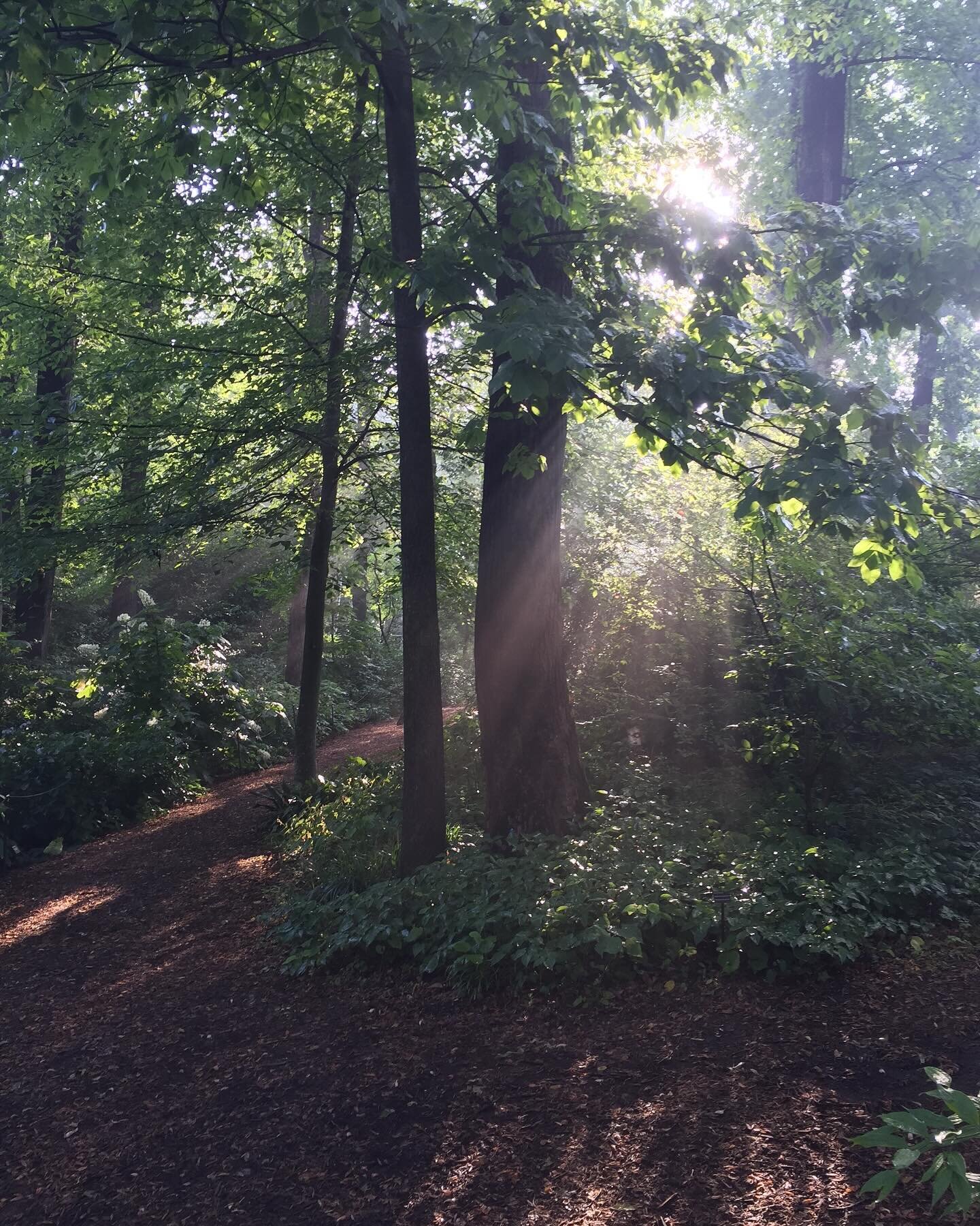 Embrace the beauty of nature this Arbor Day! 🌳 Let&rsquo;s celebrate the incredible role trees play in our lives - from purifying the air to providing shade. If you&rsquo;re looking to enhance your surroundings with more green wonders, consider our 