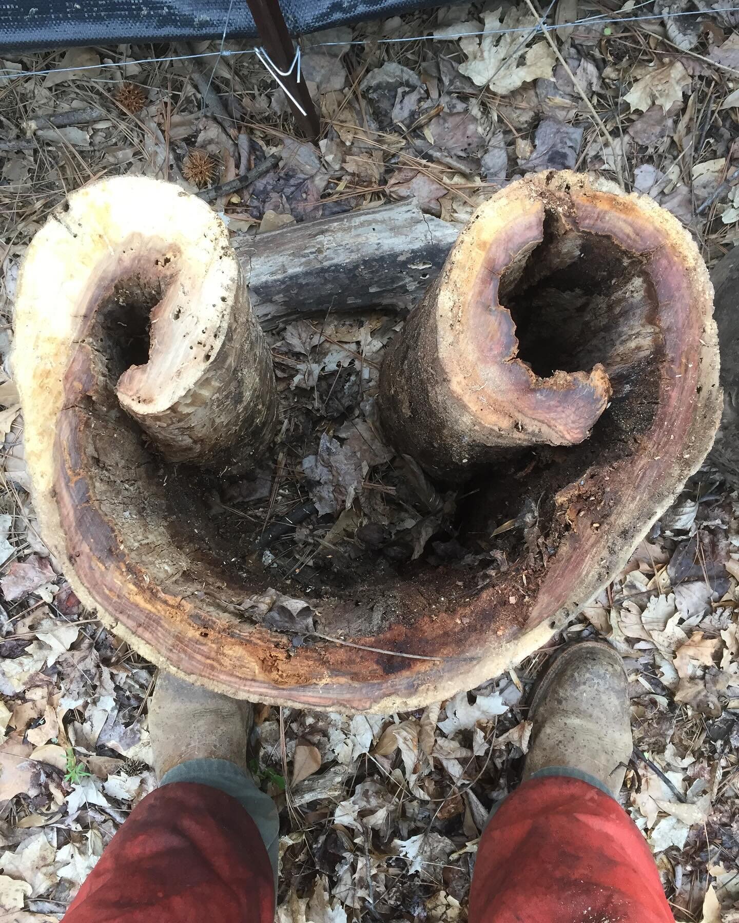 Nature&rsquo;s artistry on display &ndash; stumbled upon this captivating ram&rsquo;s horn in a tree. 🌿 Nature&rsquo;s twists and turns create beauty that never ceases to amaze. #arborcare #treespecialists #TreeMagic #NatureWonders #arblife #treelif