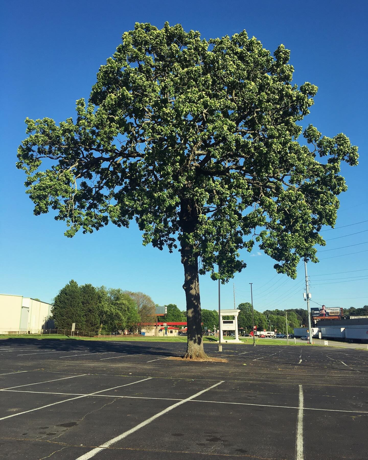 Amidst a sea of unyielding asphalt, a lone tree stands as a testament to nature&rsquo;s persistence. Its roots navigate the earth beneath, reaching for life and offering a glimpse of the resilient beauty that can emerge even in the most urban landsca