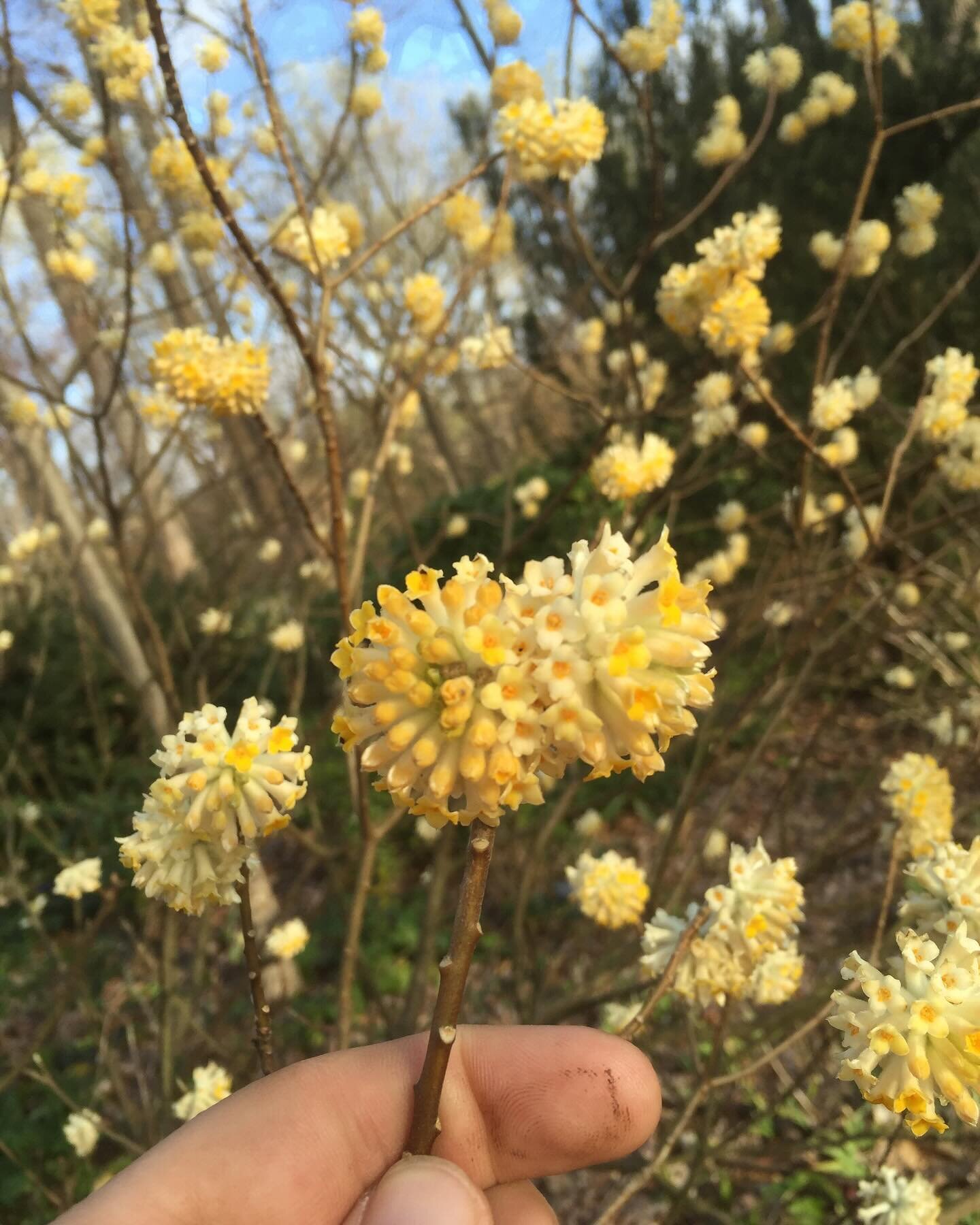 Thrilled to discover a beautiful Chinese Paperbush (Edgeworthia papyrifera) on a client&rsquo;s property today! Nature&rsquo;s little surprises never fail to inspire awe. #ArborCare #TreeSpecialists #ChinesePaperbush #UnexpectedBeauty