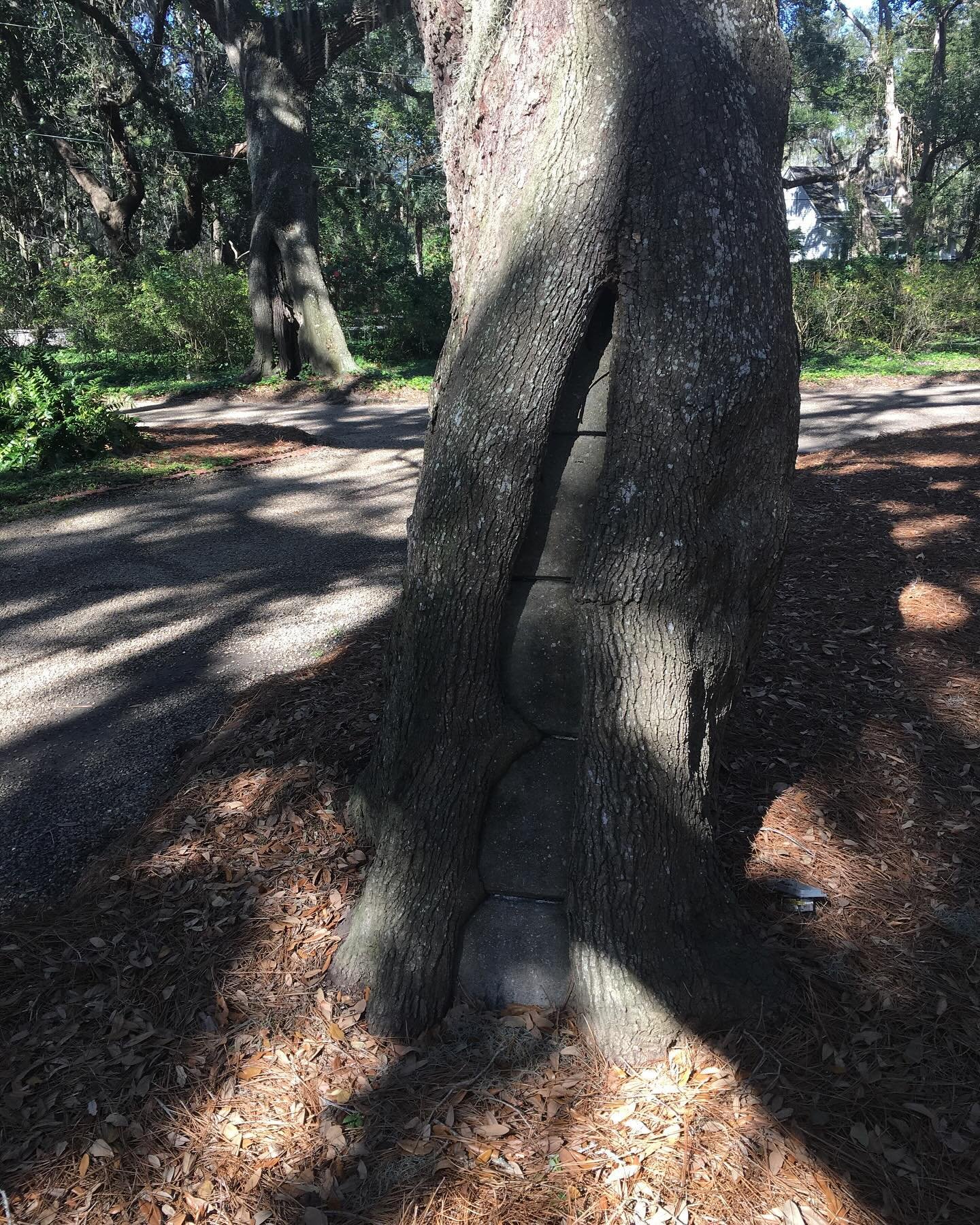 Discovered a group of trees with cavities filled with cement... an outdated solution with modern consequences. While it might seem like a quick fix, it is important to consider the downsides. Cement can hinder natural sealing processes, impact tree v
