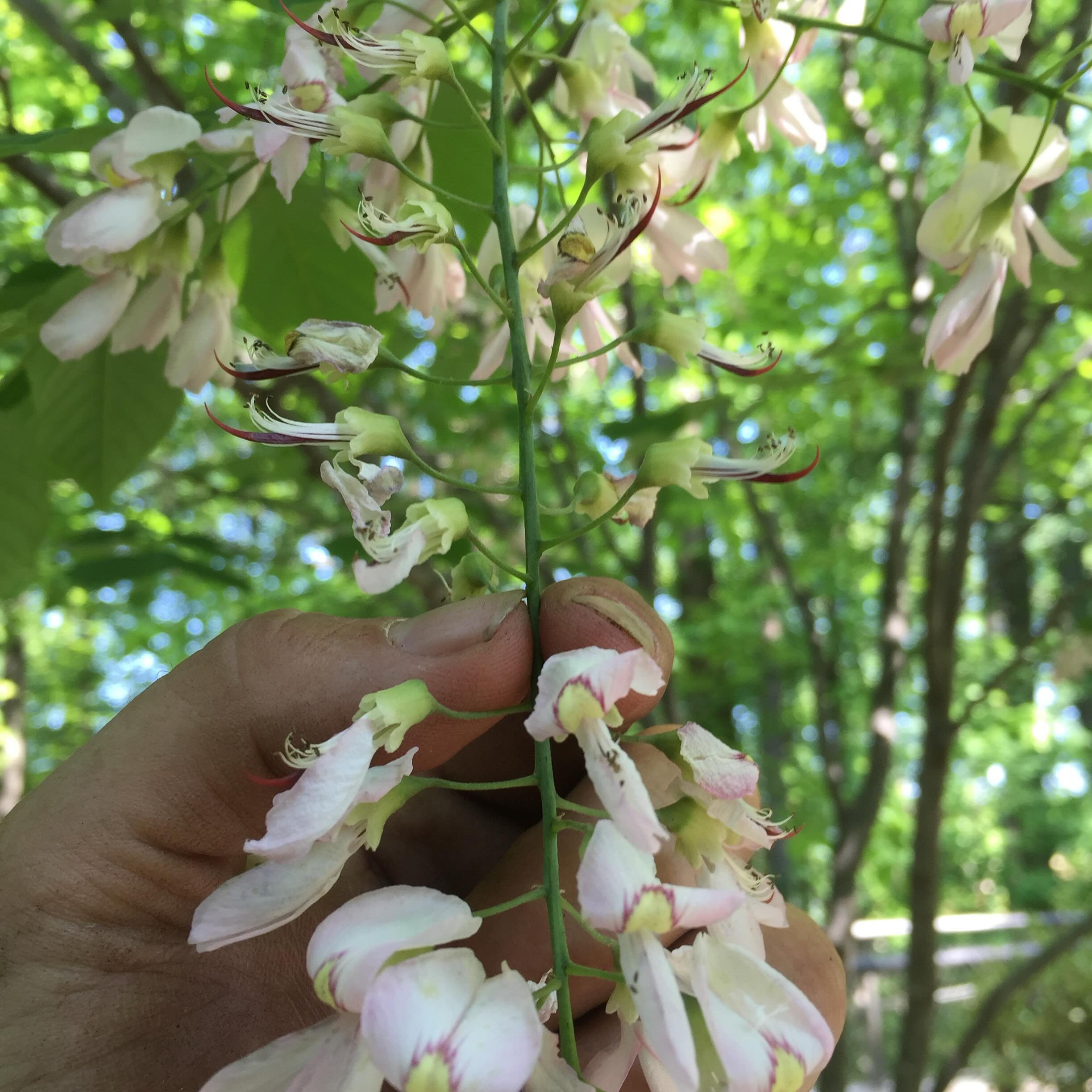 &ldquo;Lucky find today: stumbled upon this Kentucky Yellowwood (Cledrastis kentukea) on a property! Its rarity only enhances its beauty. Let&rsquo;s pledge to cherish and protect these invaluable treasures of nature for generations to come. #ArborCa