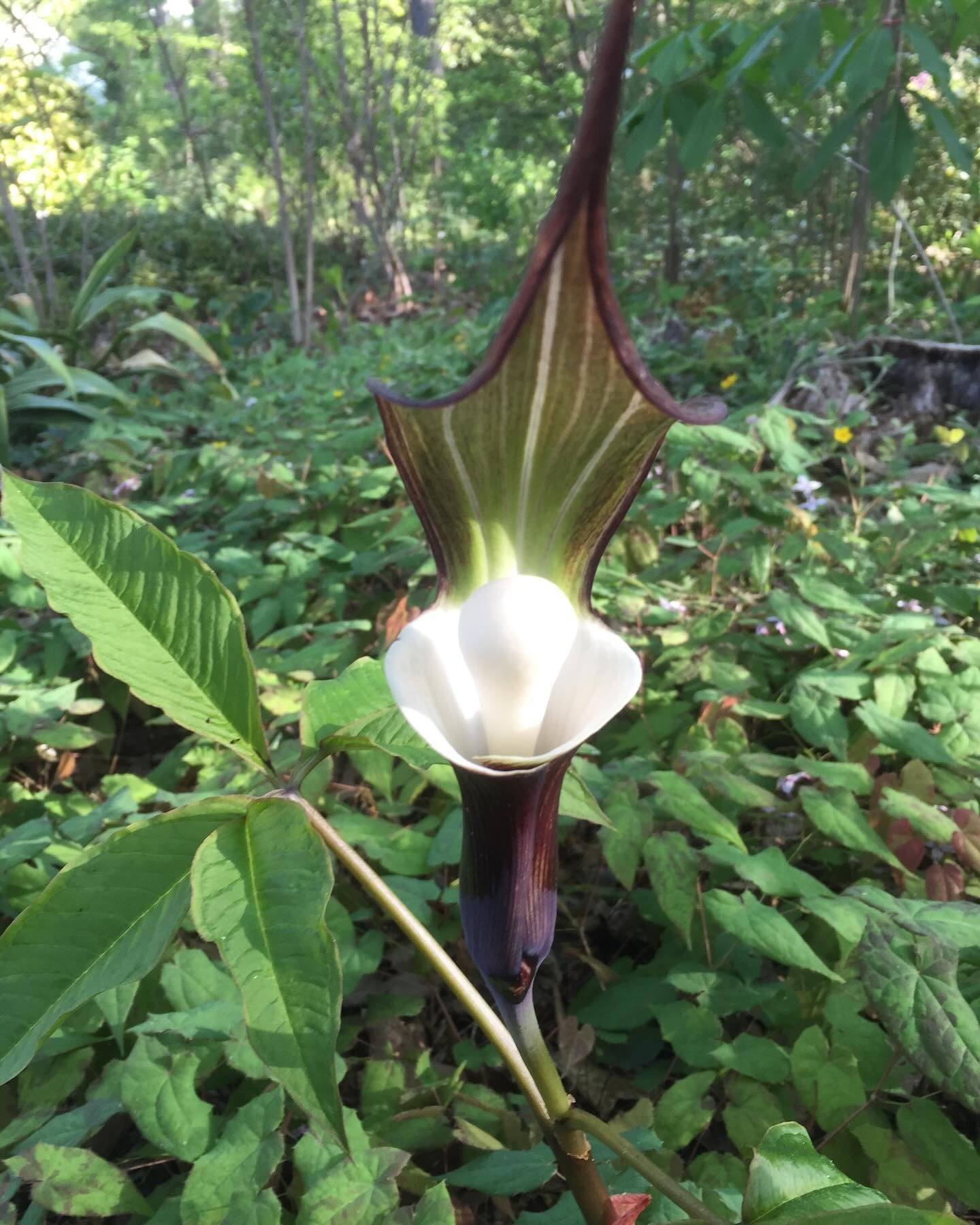 We stumbled upon this beautiful Jack-in-the-Pulpit (Arisaema triphyllum) nestled in our client&rsquo;s property during a routine check-up. Nature&rsquo;s wonders never cease to amaze us! Our tree care services ensure your property remains a haven for
