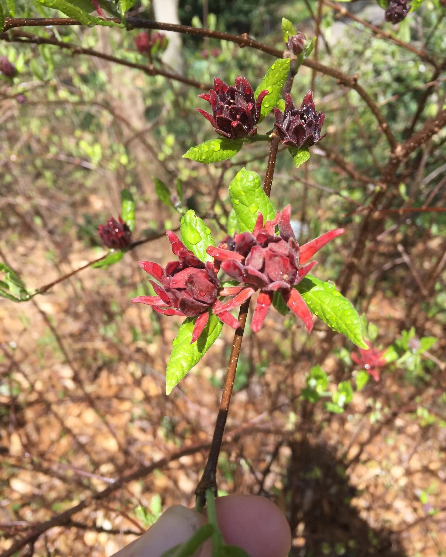 Found a gorgeous Carolina Allspice (Calycanthus floridus) on a client&rsquo;s property! Nature never fails to amaze. Need help nurturing your green treasures? We&rsquo;ve got your back! Reach out for top-notch tree care and plant healthcare services.