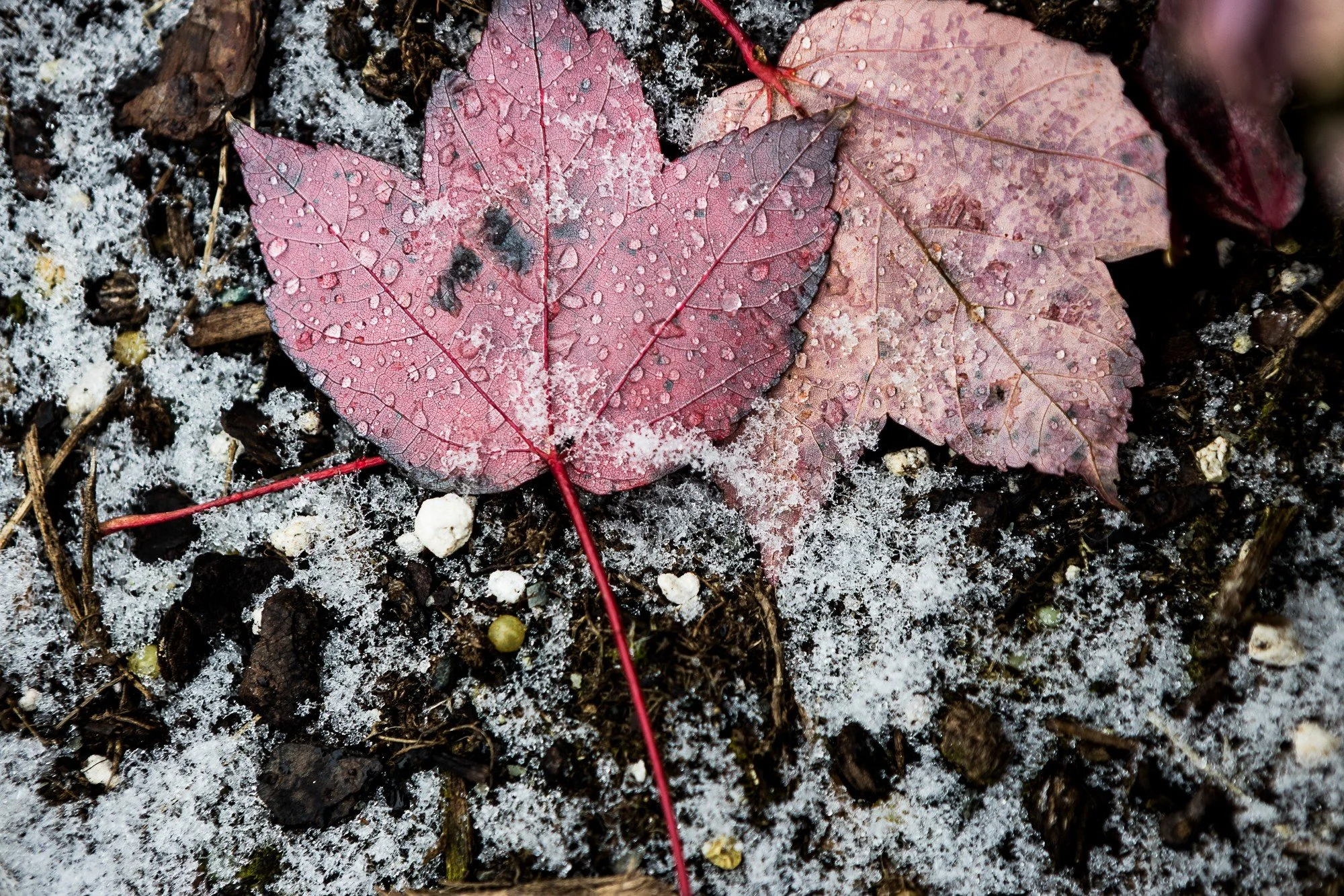 Some snow flurries the other night.

#canonphotography #shotoncanon #canonr #photography #streetphotography #winter #snow #nj #newjersey