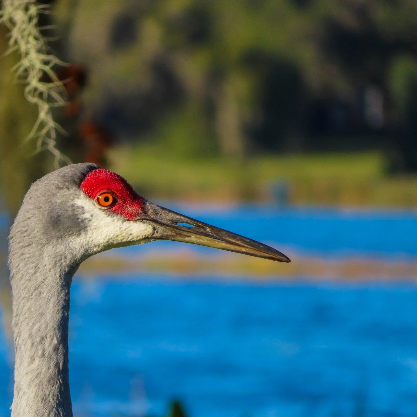 More photos from Florida. Shot with my humble Canon SX740HS point and shoot. 

#canonphotography #shotoncanon #canonsx740hs #photography #streetphotography #florida #bird