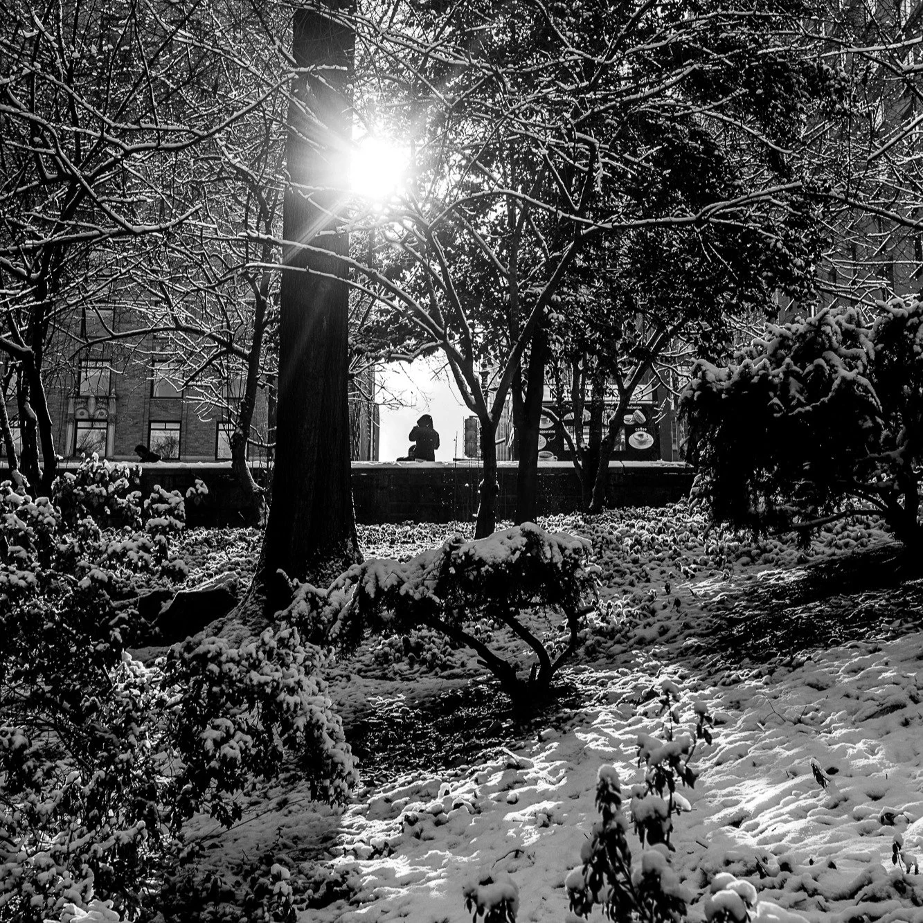 Central Park, New York City : Basking in the warm morning glow.

#newyorkcity #nyc #manhattan #streetphotography #photography #canonr #canonphotography #shotoncanon 
#blackandwhite #blackandwhitephotography #centralpark