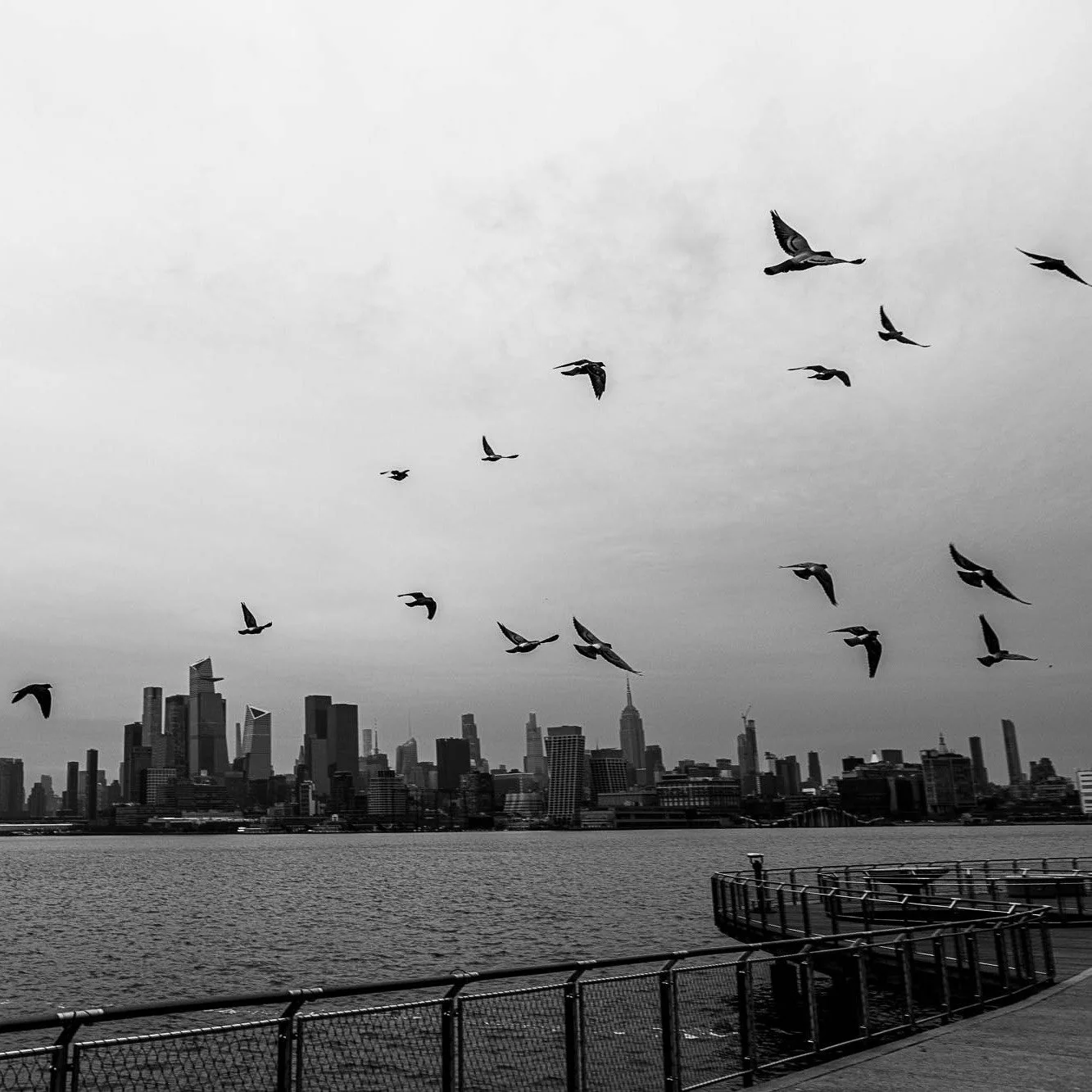 Hoboken view of the Manhattan skyline.

#canonphotography #shotoncanon #canonr #photography #streetphotography #nj #newjersey #hoboken #blackandwhite #blackandwhitephotography #nyc #newyorkcity #manhattan #birds