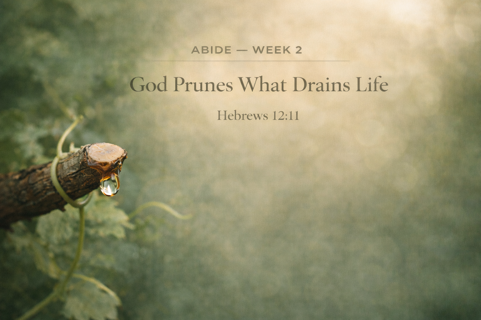 DAY 3 — God Prunes What Drains Life