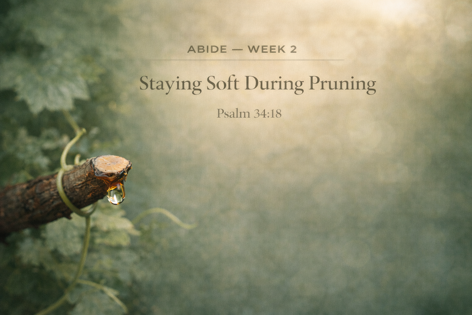 DAY 4 — Staying Soft During Pruning