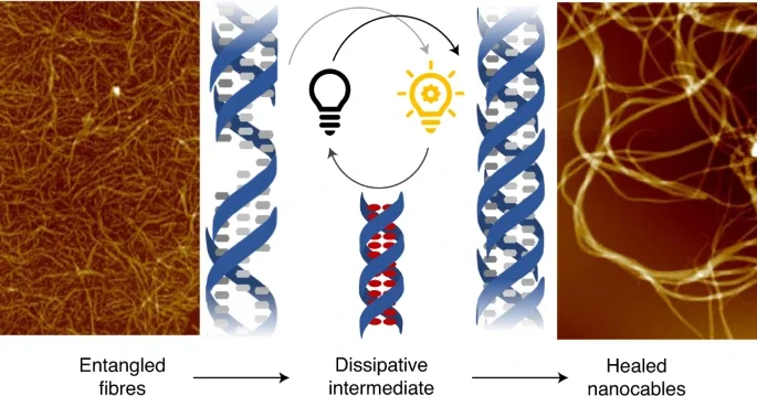 A dissipative pathway for the structural evolution of DNA fibres