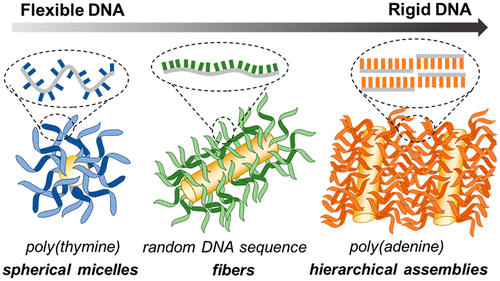 DNA sequence and length dictate the assembly of nucleic acid block copolymers