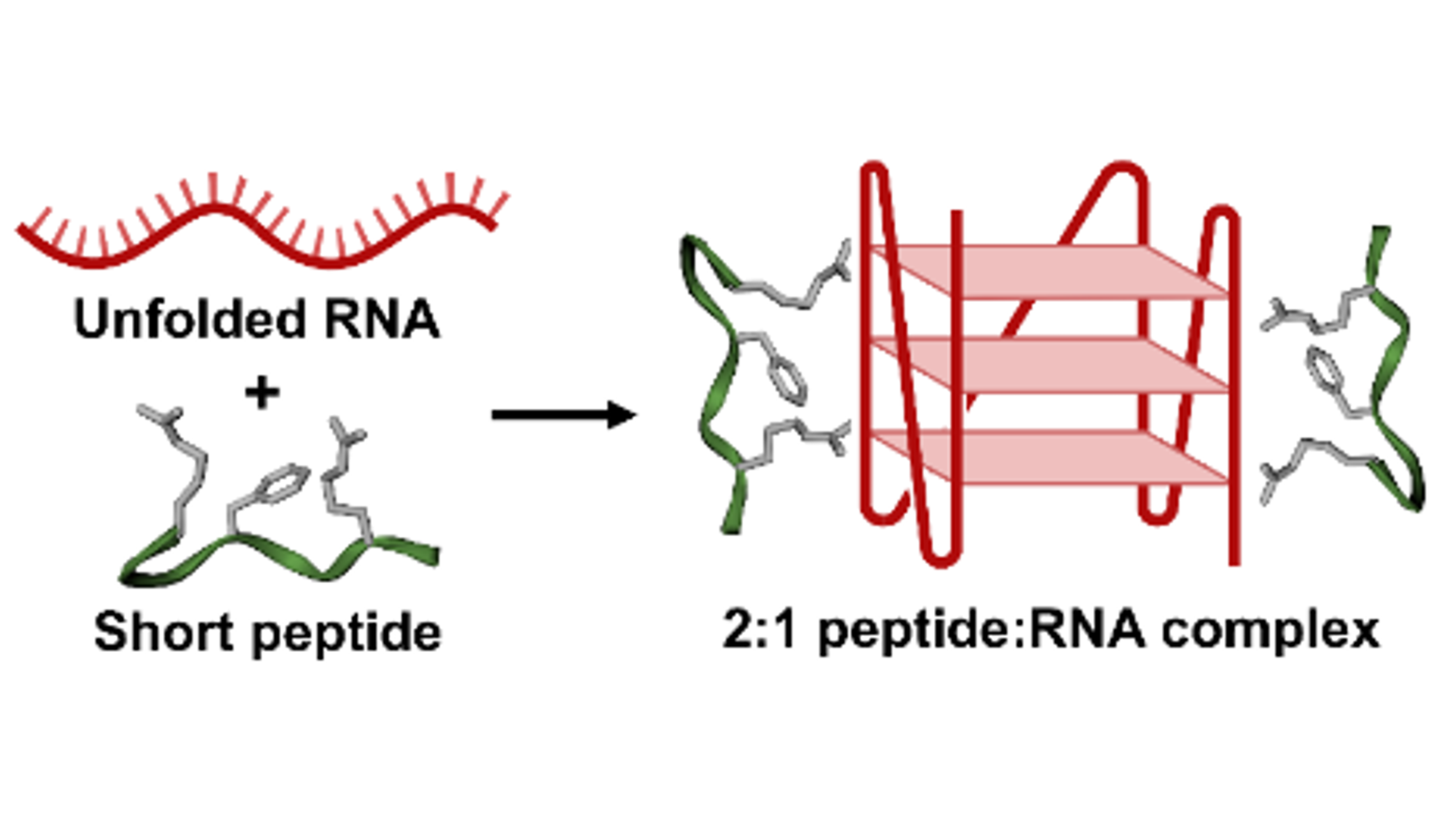 Specificity of the stabilising interaction between intrinsically disordered protein sequences and G-quadruplexes in RNA