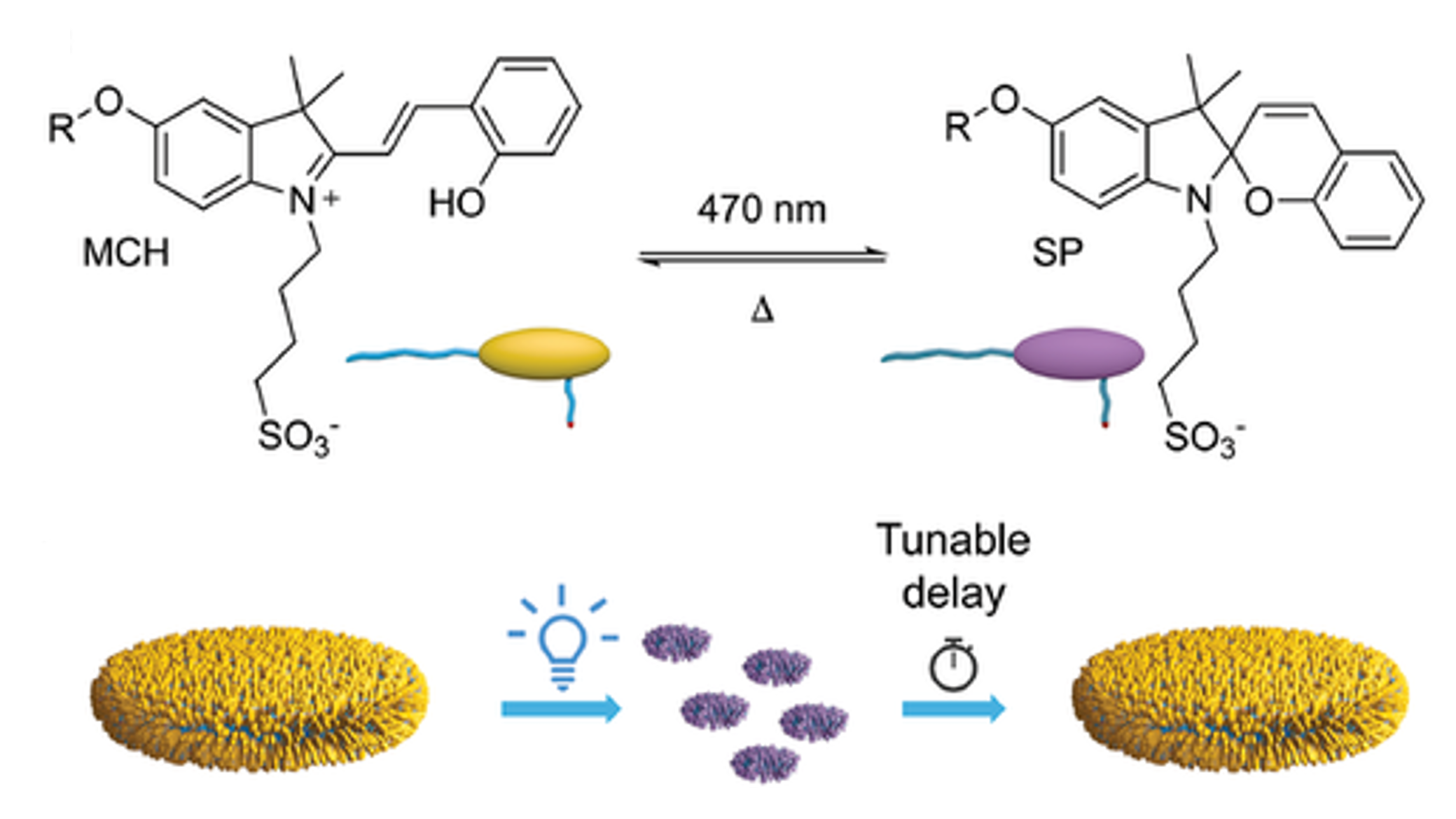 Photoswitchable merocyanine‐amphiphiles with programmable self-assembly times