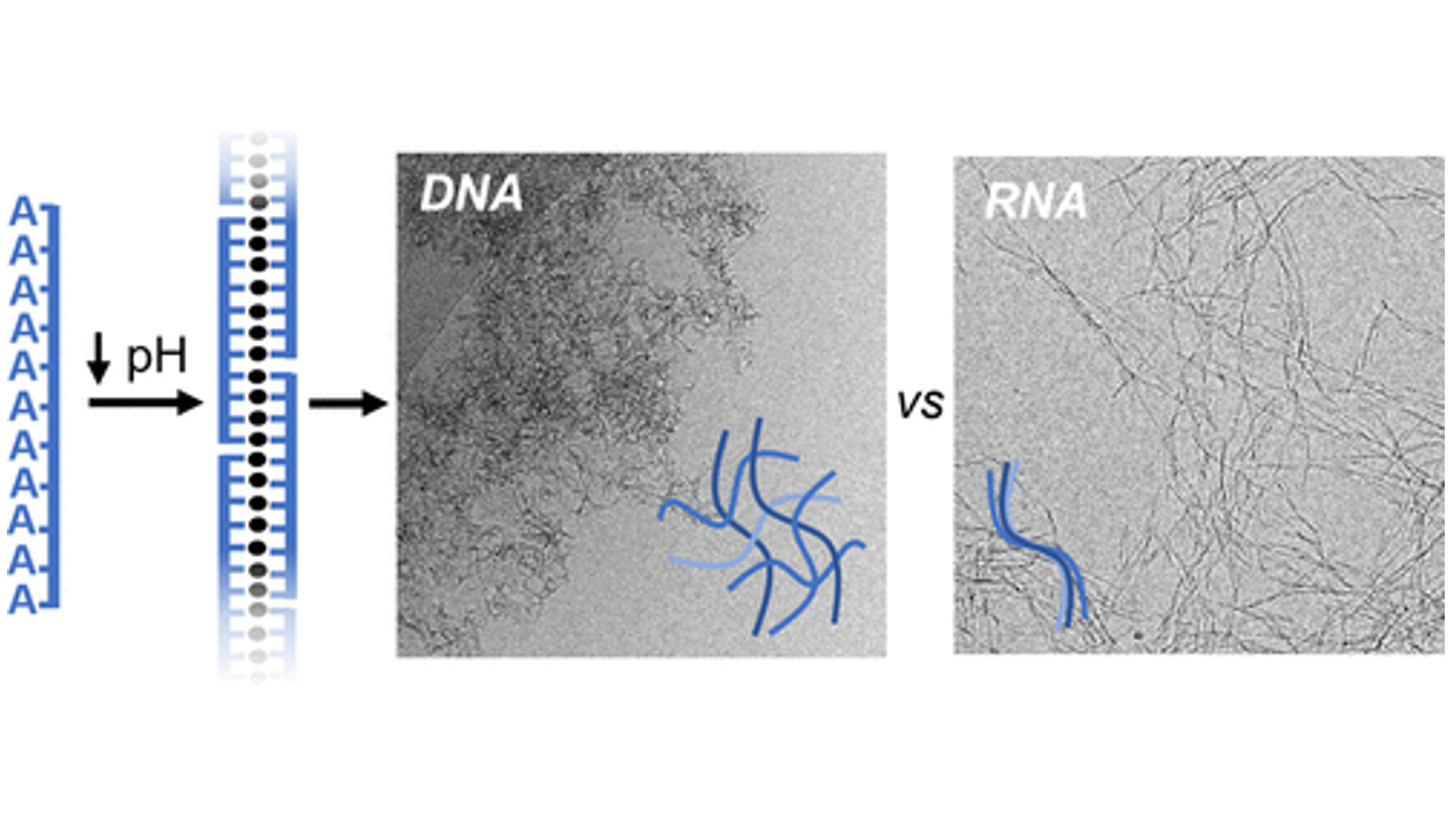 Divergent polymer superstructures from protonated poly(adenine) DNA and RNA