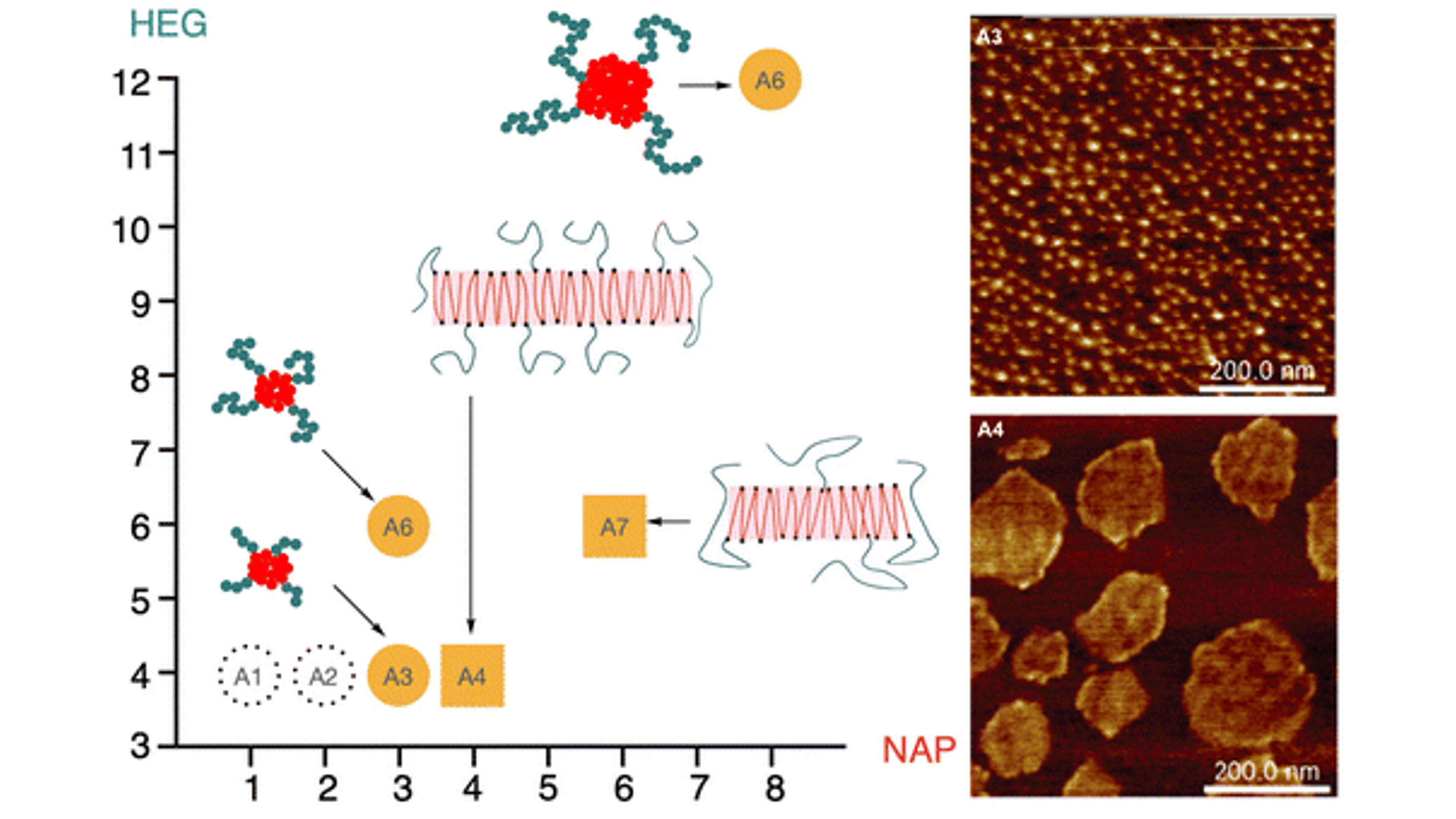 A single monomer difference can impact the nanostructure output of precision oligo (phosphodiesters)