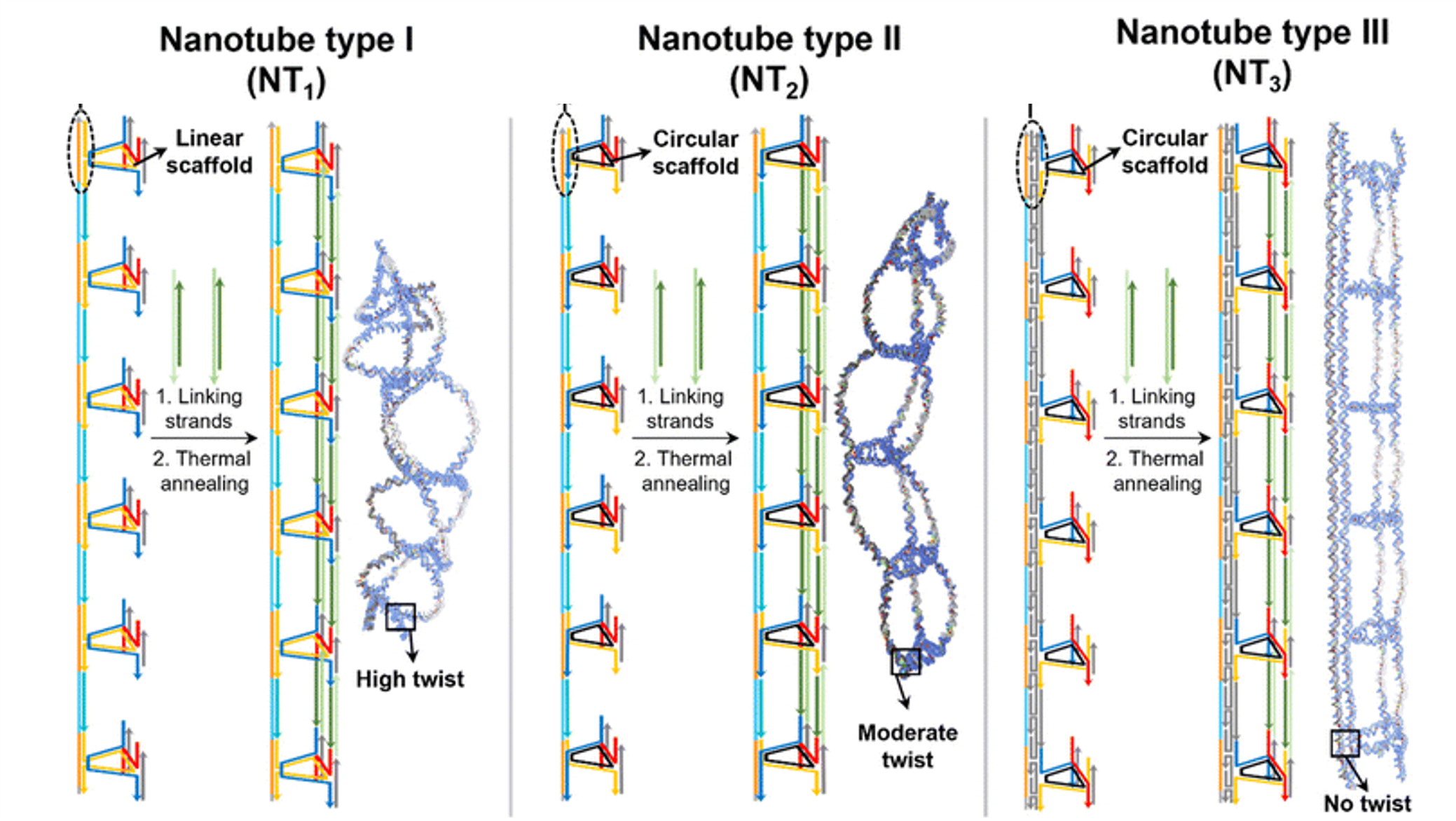 Programming rigidity into size-defined wireframe DNA nanotubes