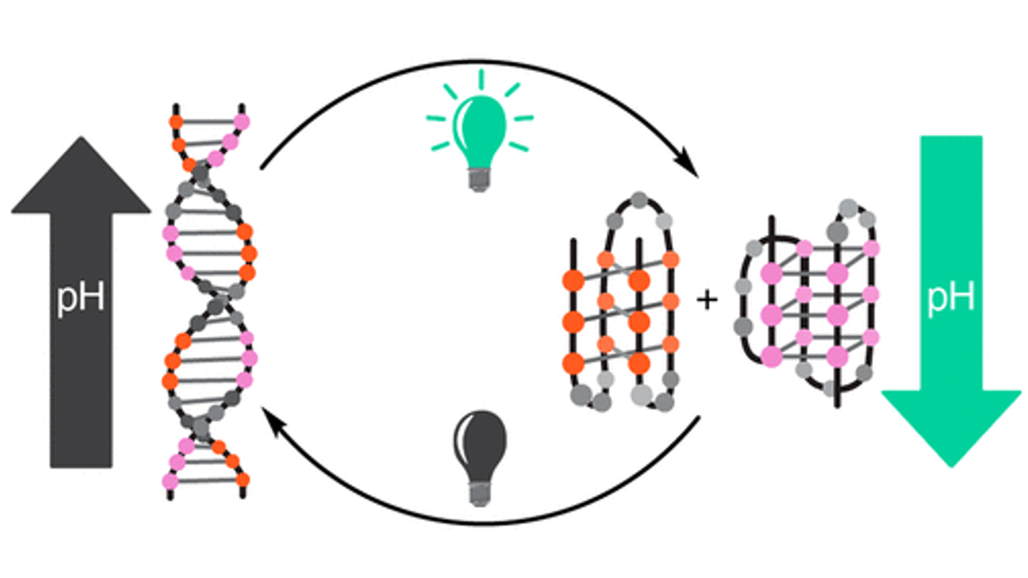 Modulating the lifetime of DNA motifs using visible light and small molecules