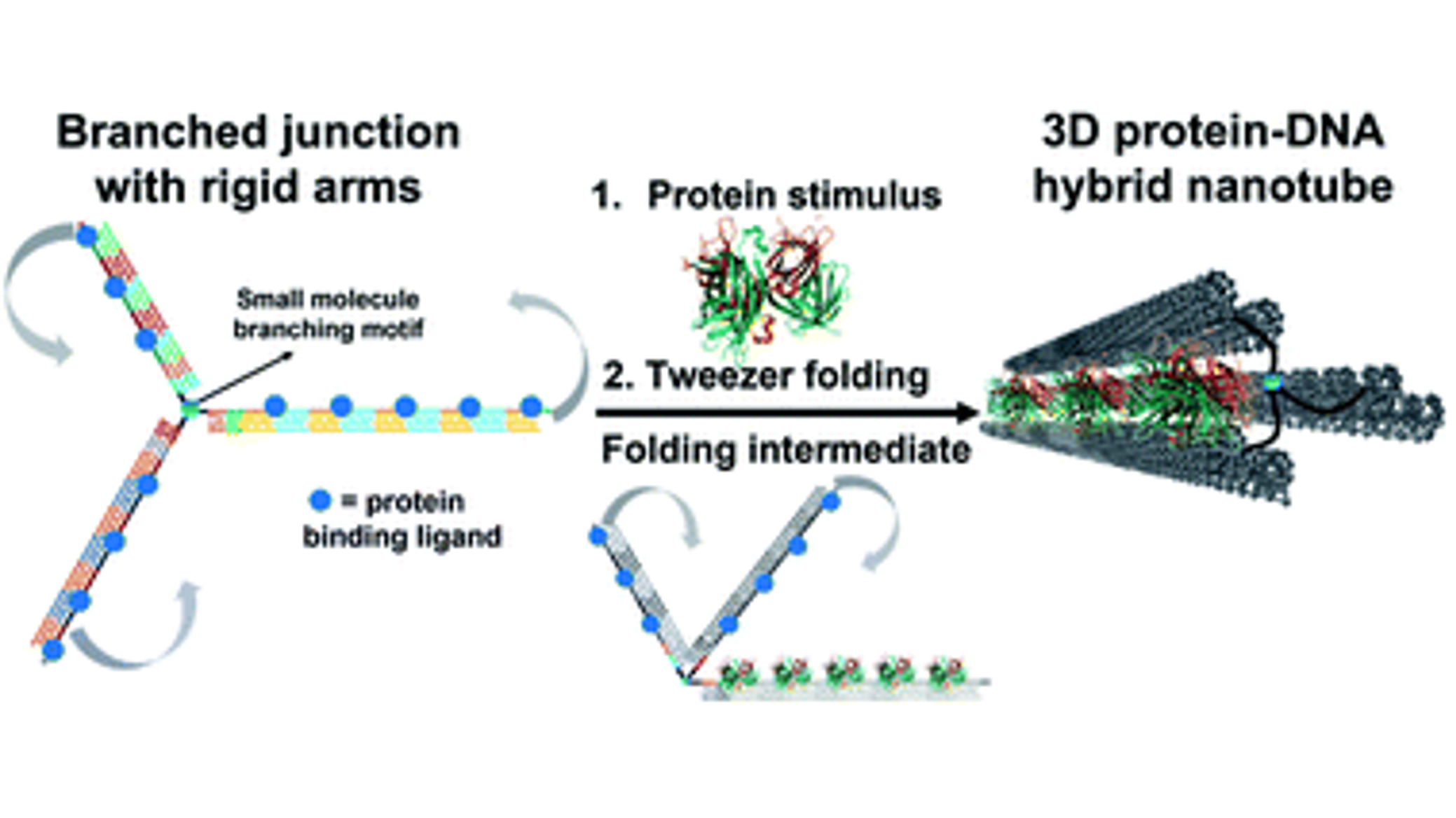 Asymmetric patterning drives the folding of a tripodal DNA nanotweezer