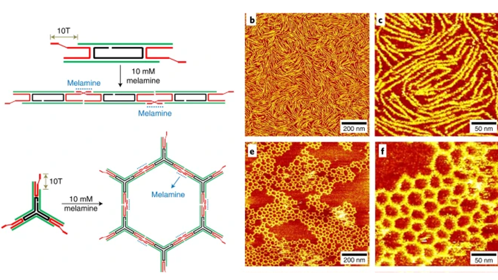 A poly(thymine)–melamine duplex for the assembly of DNA nanomaterials