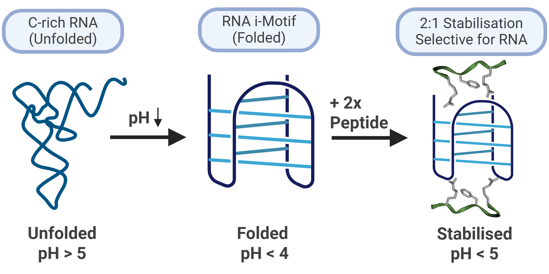 Peptide-directed folding of the elusive RNA i-motif