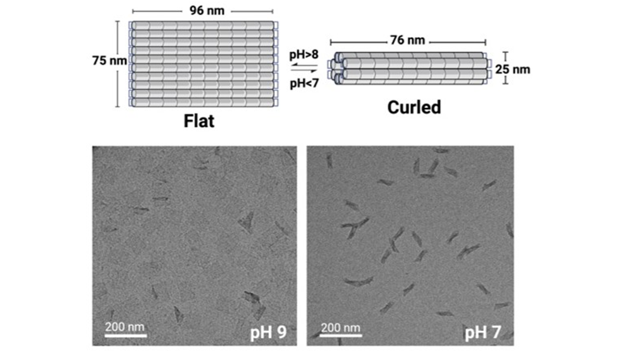 Intrinsic pH-driven actuation of DNA origami rectangles