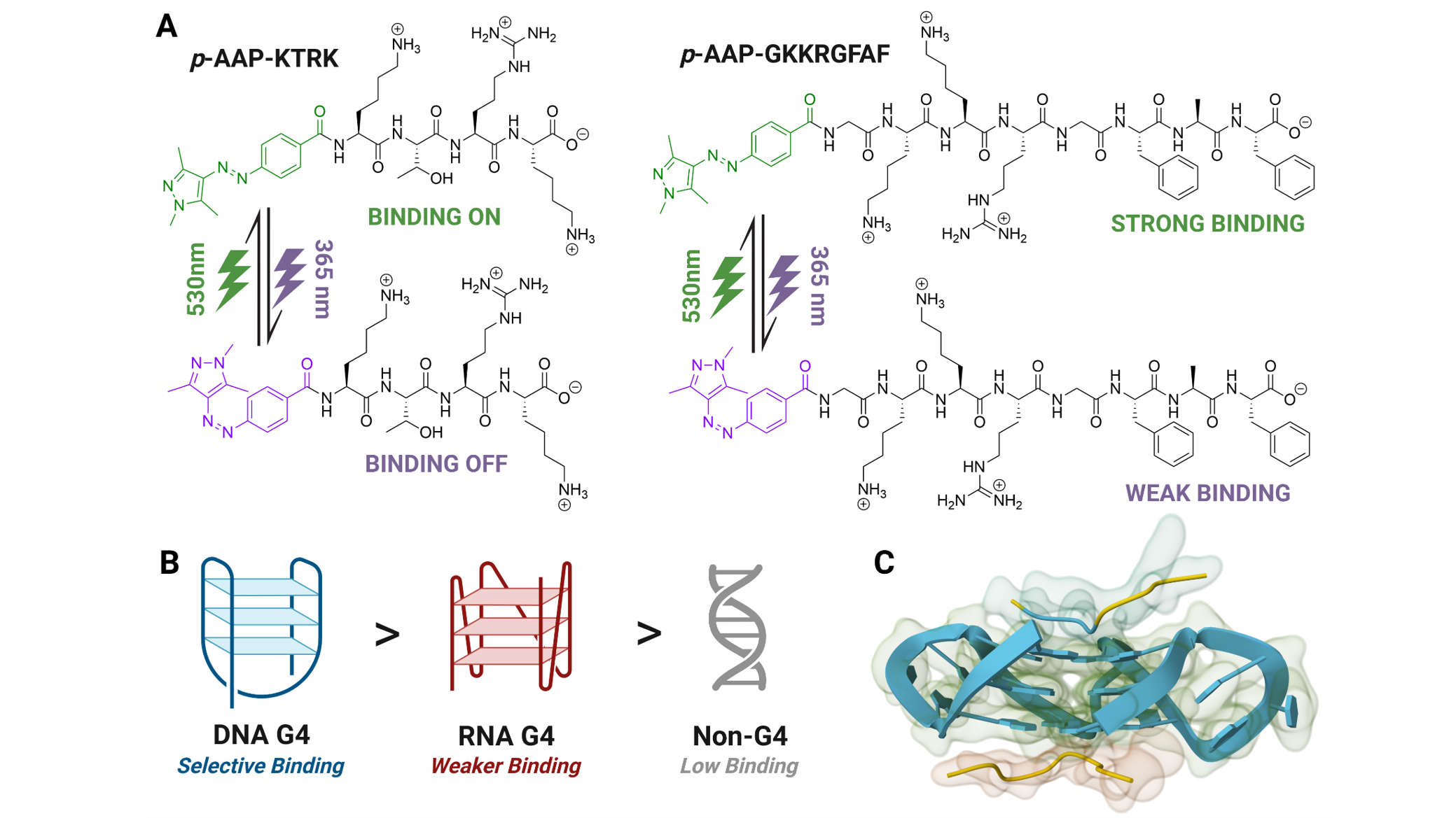 Photoswitchable peptides for light-controlled recognition of G-quadruplex DNA