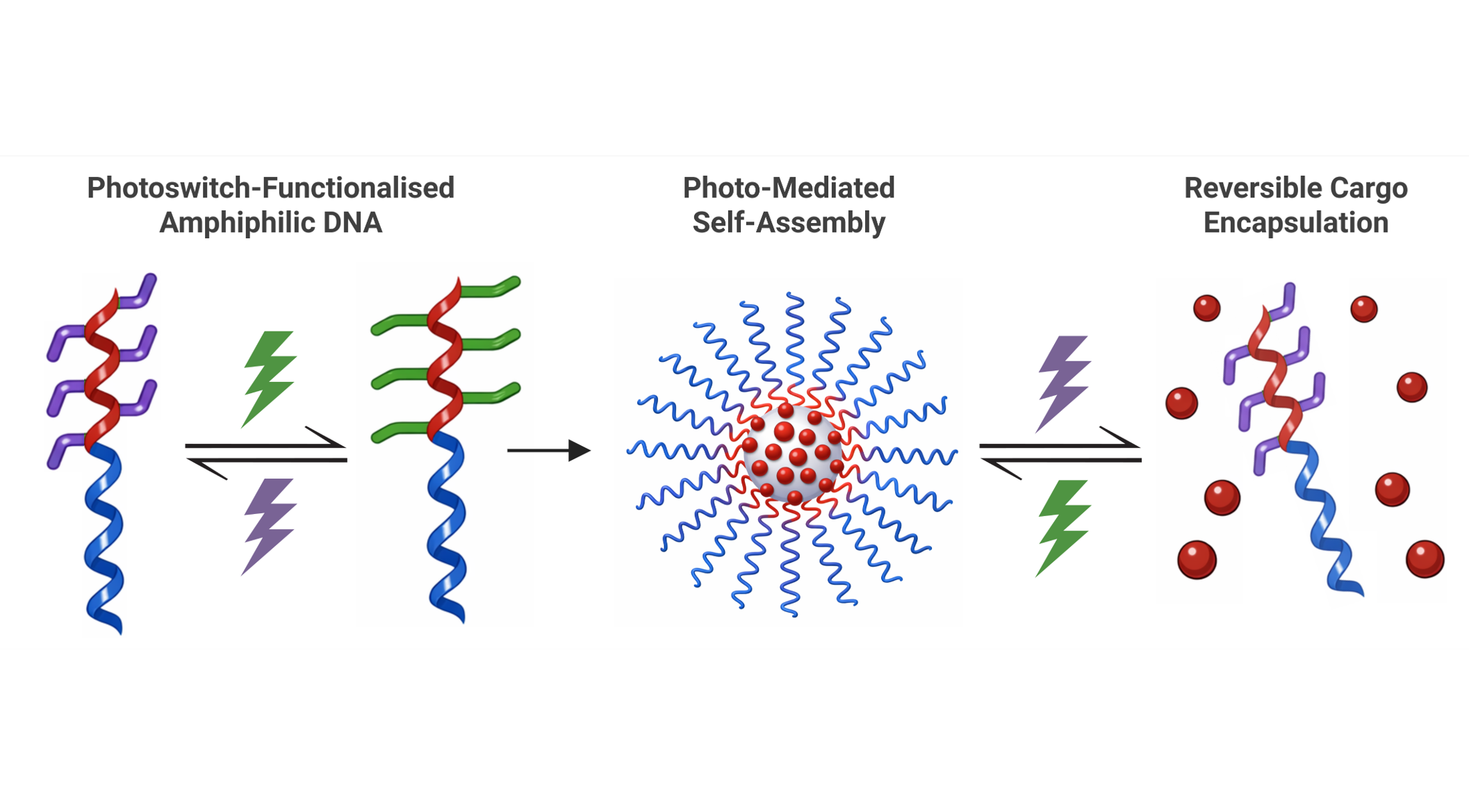 Light-Gated Cargo Capture and Release Through Backbone-Functionalized DNA Amphiphiles