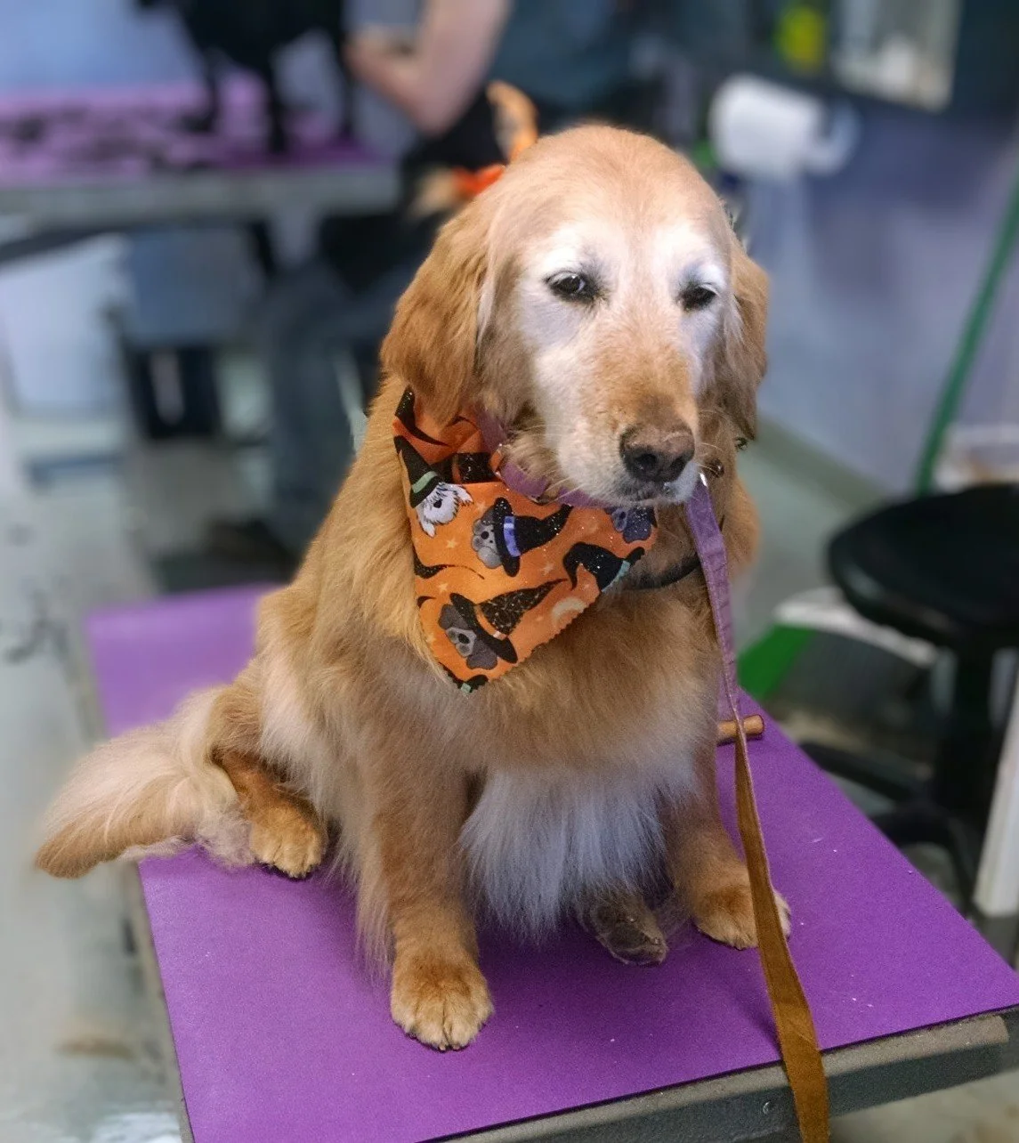 Image of a freshly groomed dog at J~M Dog Spa in Arvada, Colorado.