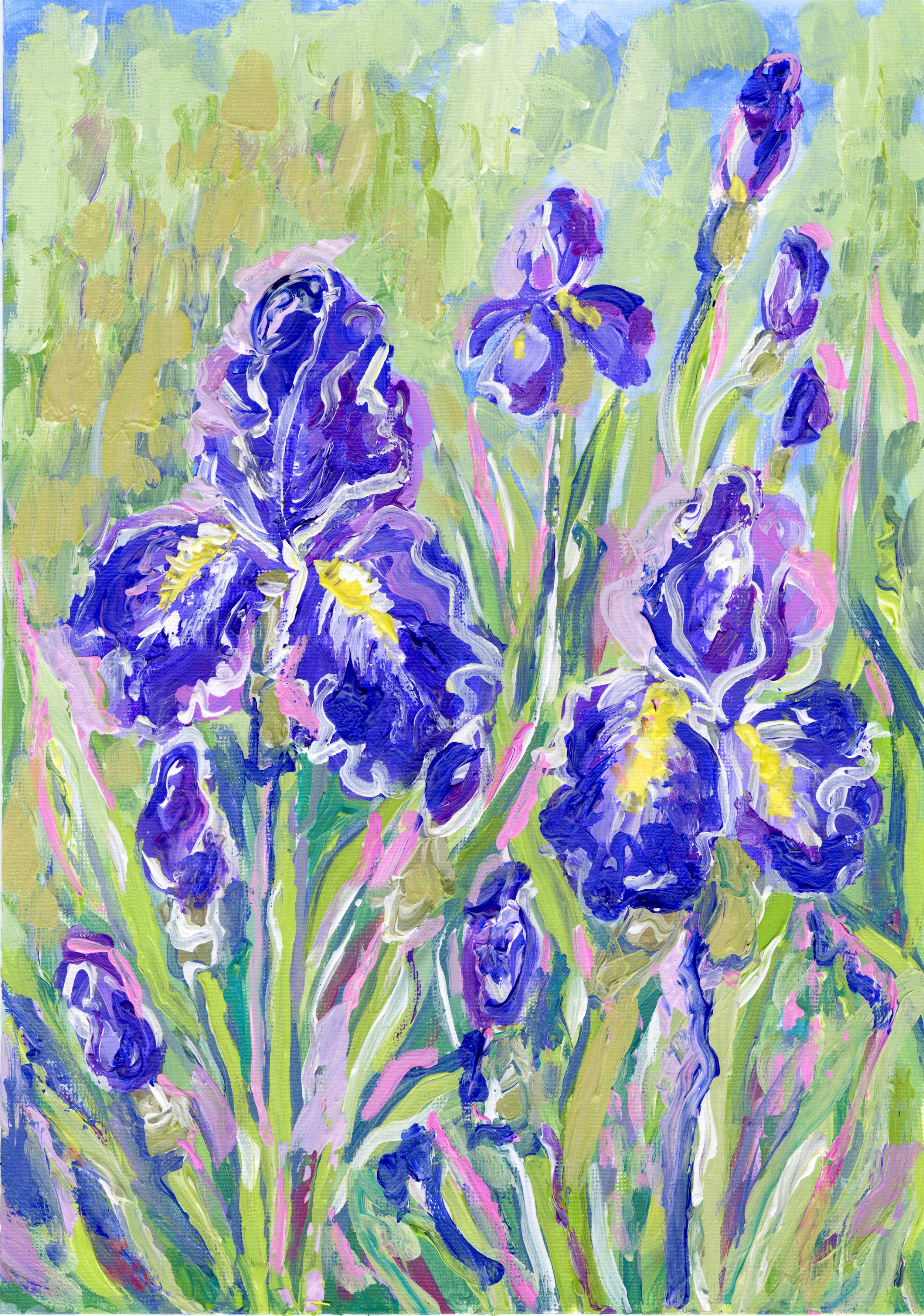Iris