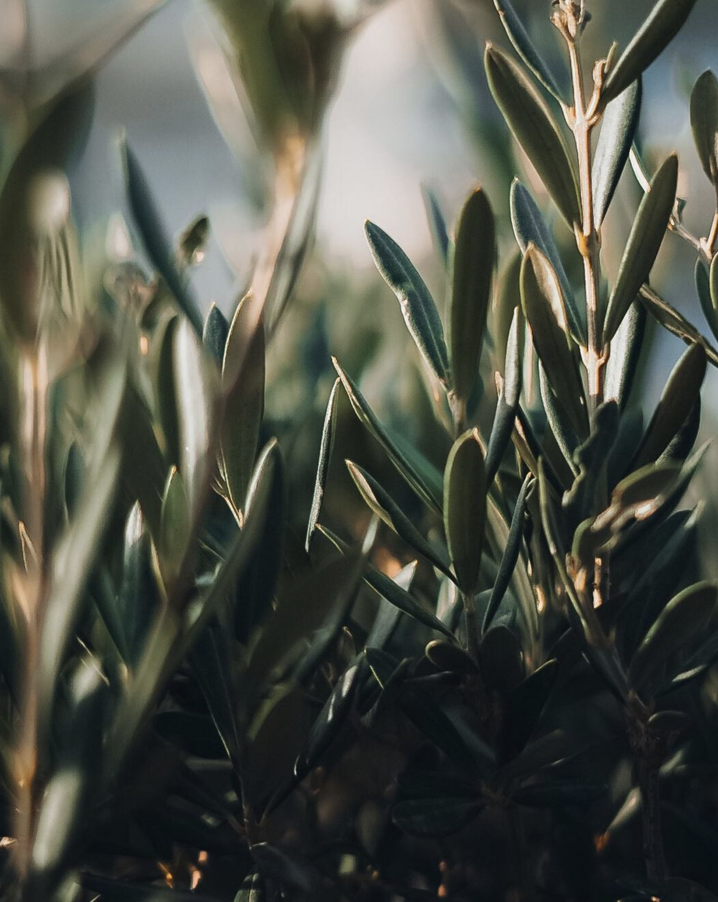 Captura de pantalla 2024-04-07 a las 9.52.09.png