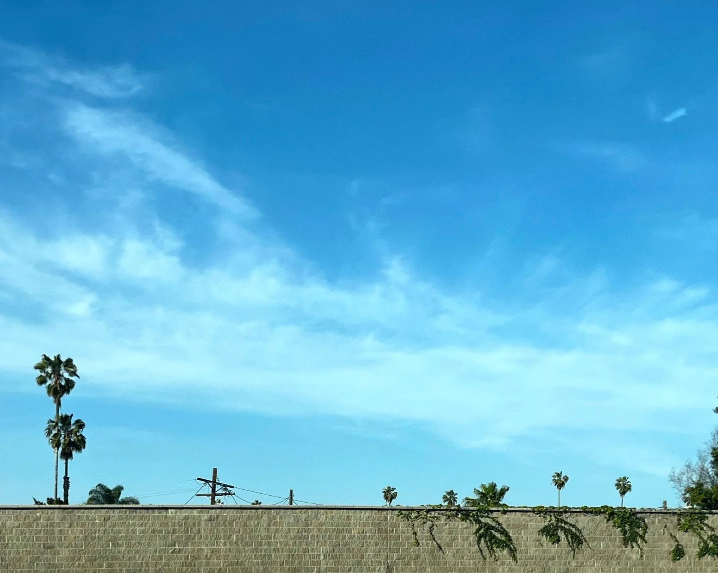 #la #palmtrees #lalifestyle