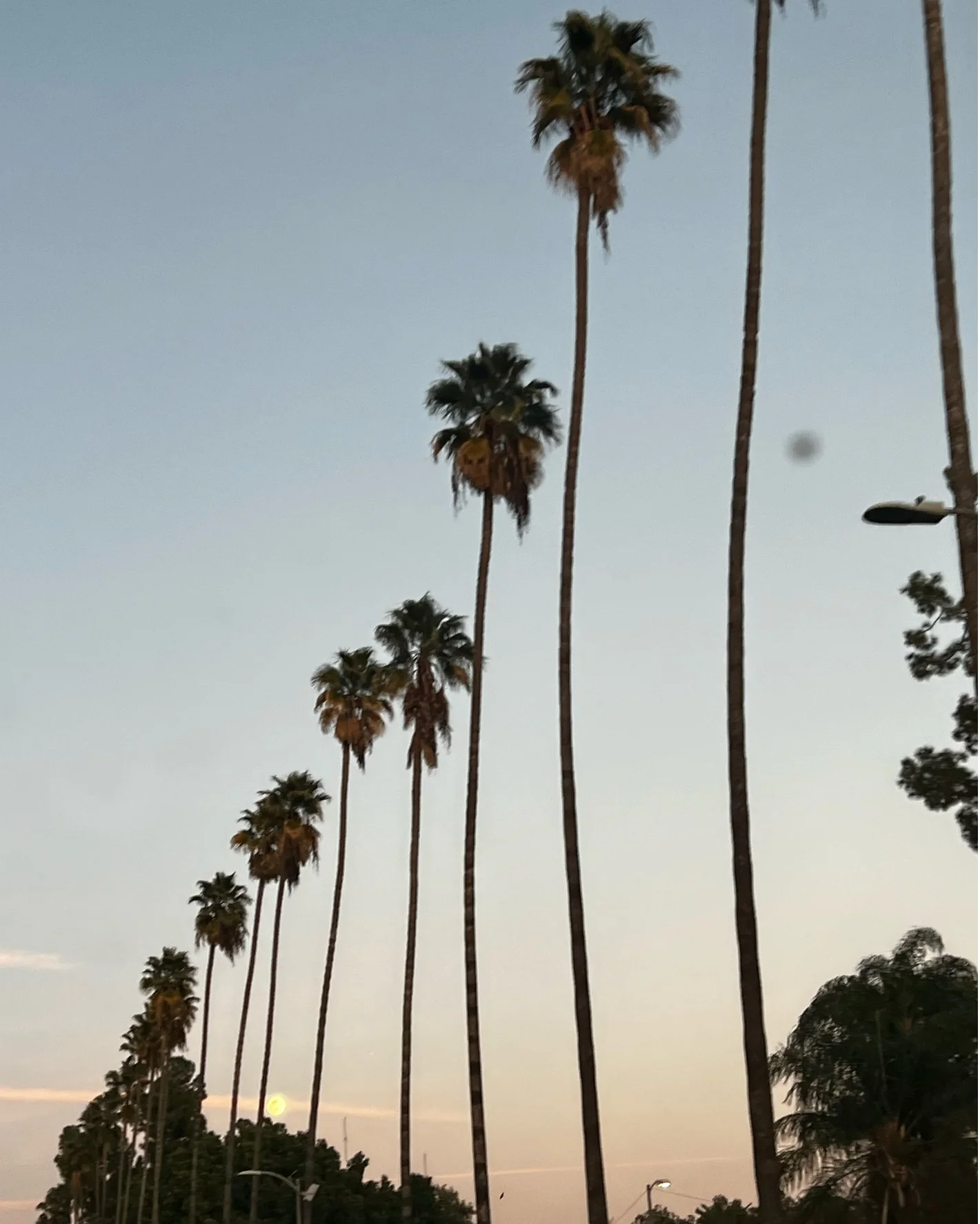 #la #palmtrees #lalifestyle