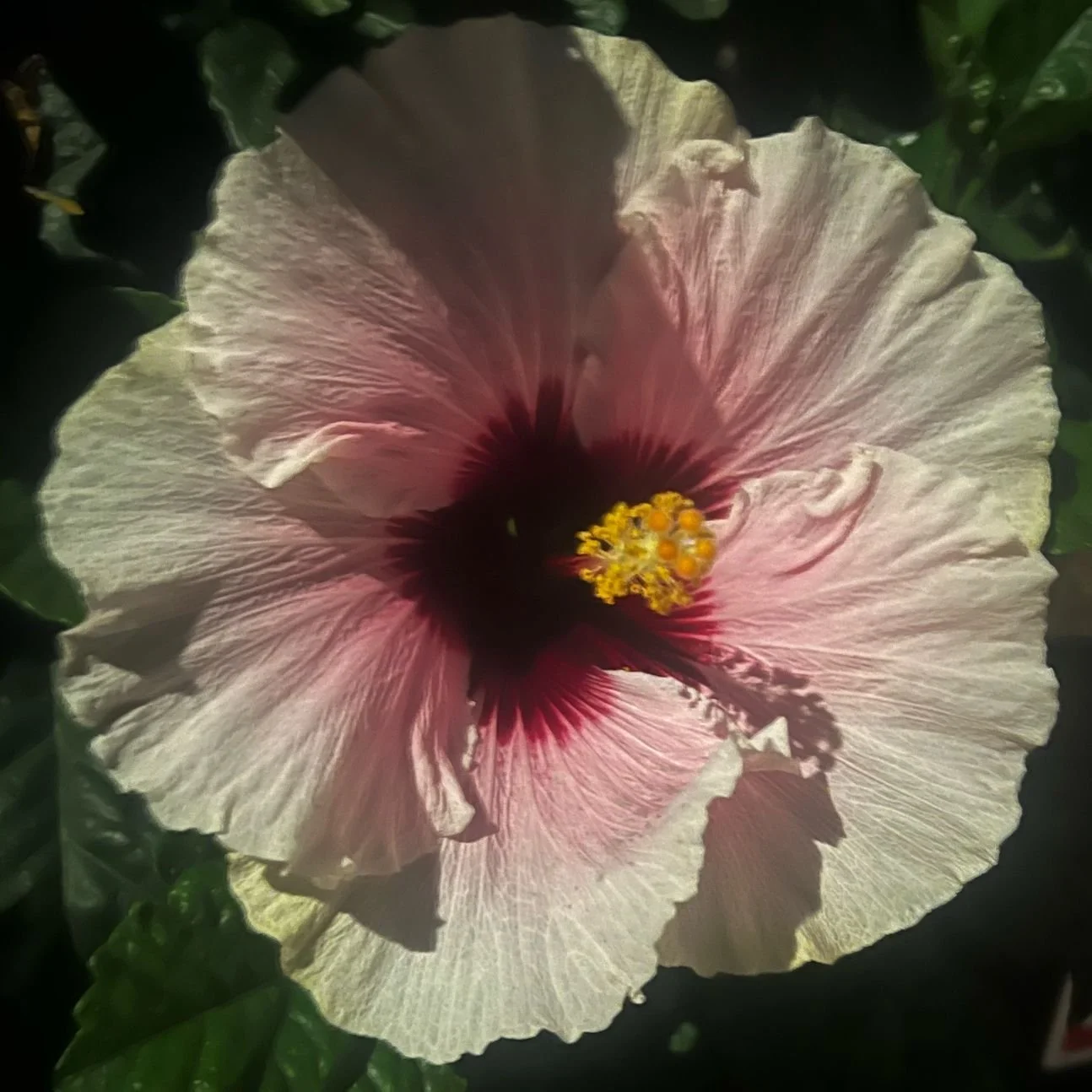 #nightflower #hibiscus