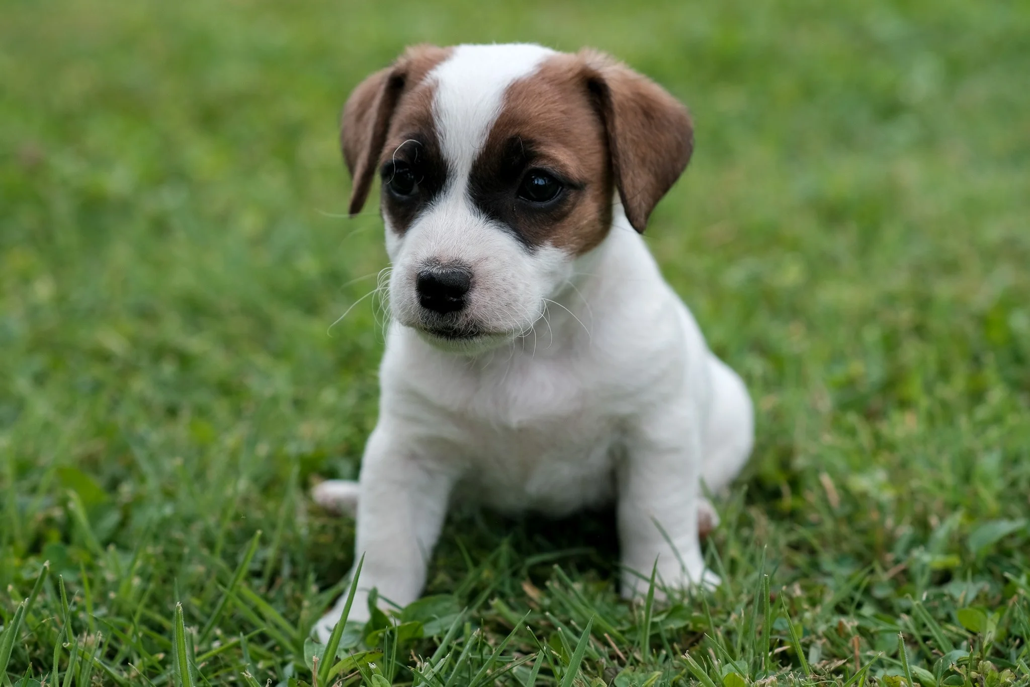 Female - Sold