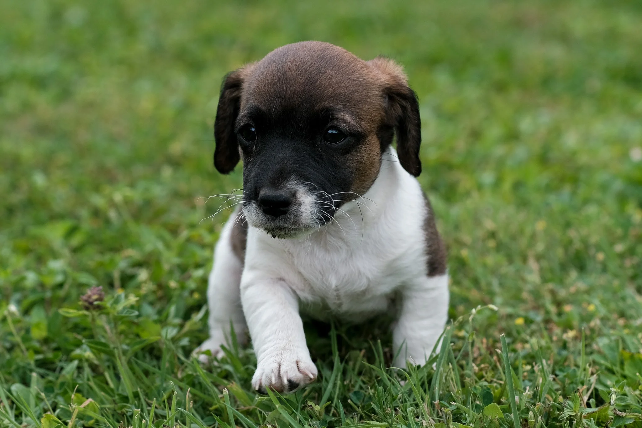 Female - Sold