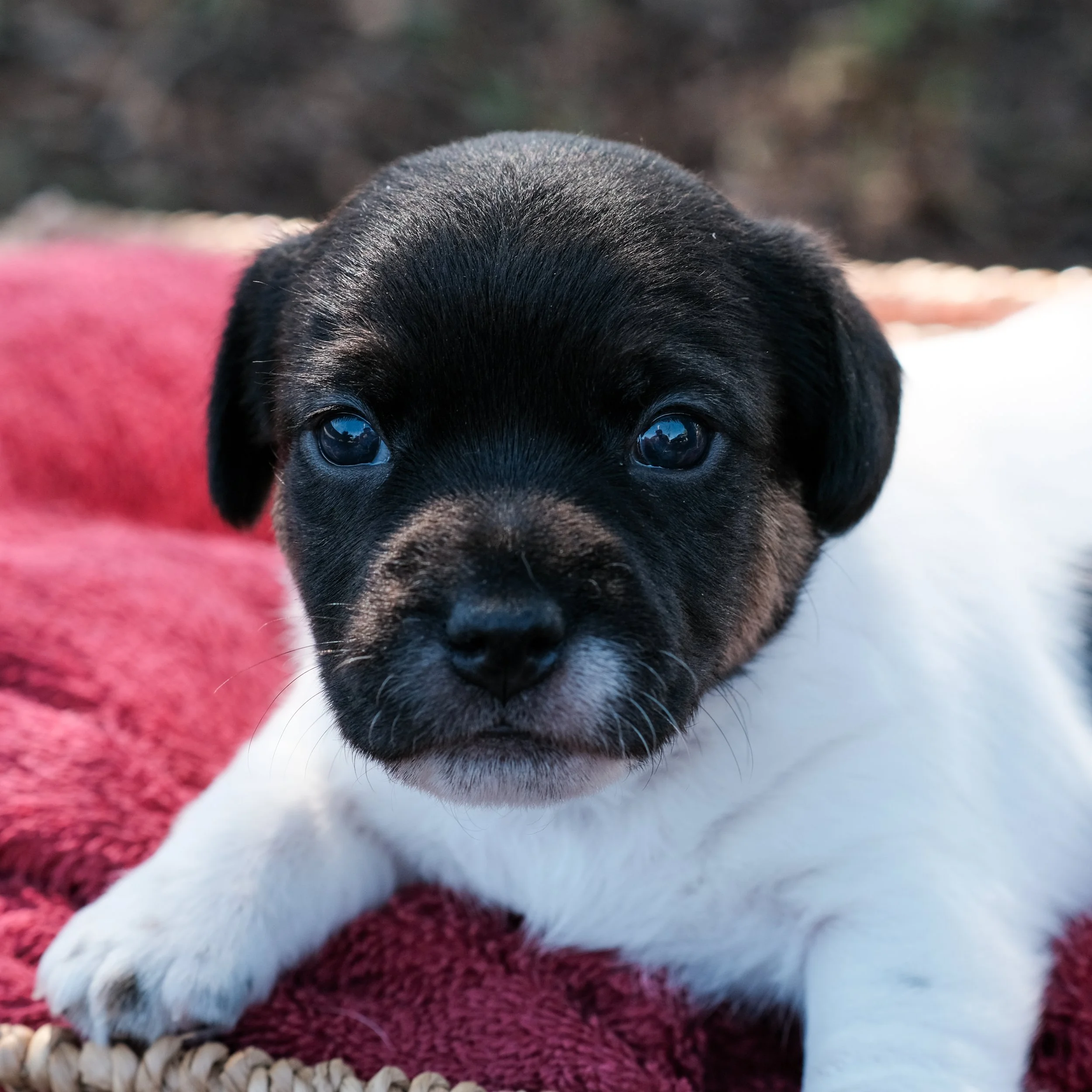 Male - Eddie