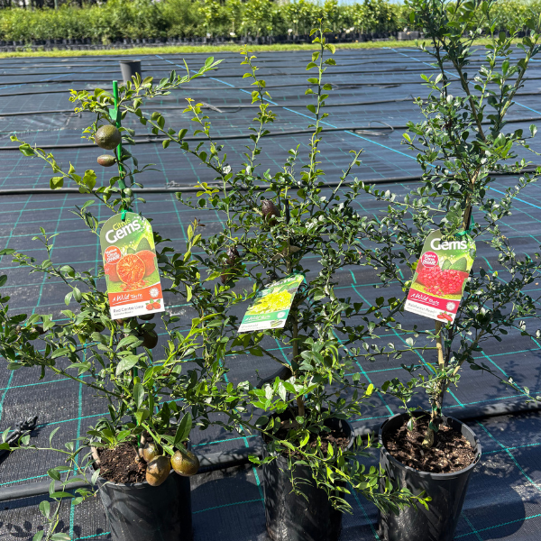 Dwarf finger limes  copy.png